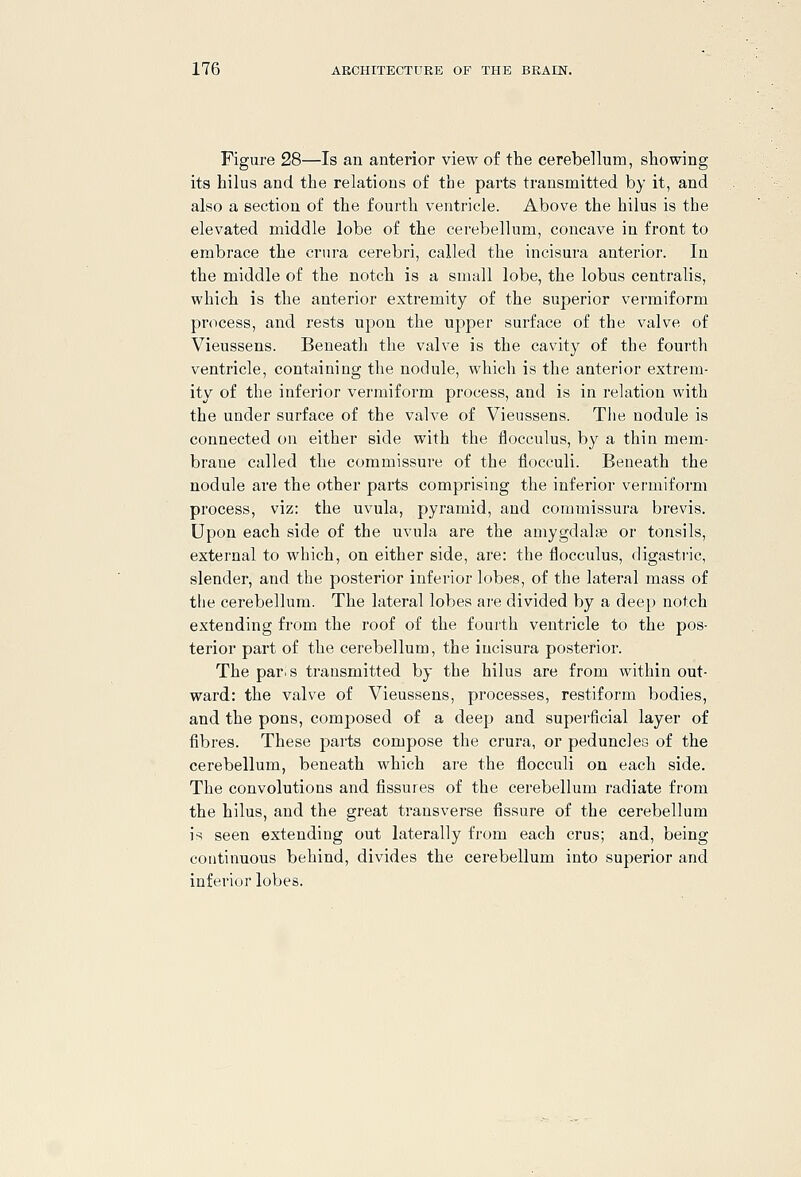 Figure 28—Is an anterior view of the cerebellum, showing its hilua and the relations of the parts transmitted by it, and also a section of the fourth ventricle. Above the hilus is the elevated middle lobe of the cerebellum, concave in front to embrace the crura cerebri, called the incisura anterior. In the middle of the notch is a small lobe, the lobus centralis, which is the anterior extremity of the superior vermiform process, and rests upon the upper surface of the valve of Vieussens. Beneath the valve is the cavity of the fourth ventricle, containing the nodule, which is the anterior extrem- ity of the inferior vermiform process, and is in relation with the under surface of the valve of Vieussens. The nodule is connected on either side with the flocculus, by a thin mem- brane called the commissure of the flocculi. Beneath the nodule are the other parts comprising the inferior vermiform process, viz: the uvula, pyramid, and commissura brevis. Upon each side of the uvula are the amygdalae or tonsils, external to which, on either side, are: the flocculus, digasti'ic, slender, and the posterior inferior lobes, of the lateral mass of the cerebellum. The lateral lobes are divided by a deep notch extending from the roof of the fourth ventricle to the pos- terior part of the cerebellum, the incisura posterior. The par.s transmitted by the hilus are from within out- ward: the valve of Vieussens, processes, restiform bodies, and the pons, composed of a deep and superficial layer of fibres. These parts compose the crura, or peduncles of the cerebellum, beneath which are the flocculi on each side. The convolutions and fissures of the cerebellum radiate from the hilus, and the great transverse fissure of the cerebellum is seen extending out laterally from each crus; and, being continuous behind, divides the cerebellum into superior and inferior lobes.