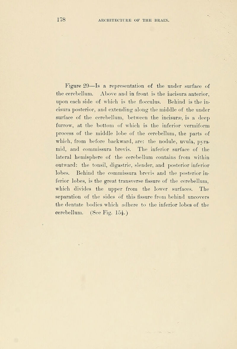 Figure 29—Is a representation of the under surface of tlie cerebellum. Above and in front is tlie iucisura anterior, upon each side of which is the flocculus. Behind is the in- cisura posterior, and extending along the middle of the under surface of the cerebellum, between the incisurse, is a deep furrow, at the bottom of which is the inferior vermiform process of the middle lobe of the cerebellum, the parts of which, from before backward, are: the nodule, uvula, pyra- mid, and commissura brevis. The inferior surface of the lateral hemisphere of the cerebellum contains from within outward: the tonsil, digastric, slender, and posterior inferior lobes. Behind the commissura brevis and the posterior in- ferior lobes, is the great transverse fissure of the cerebellum, which divides the upper from the lower surfaces. The separation of the sides of this fissure from behind uncovers the dentate bodies which adhere to the inferior lobes of the cerebellum. (See Fig. 15^.)