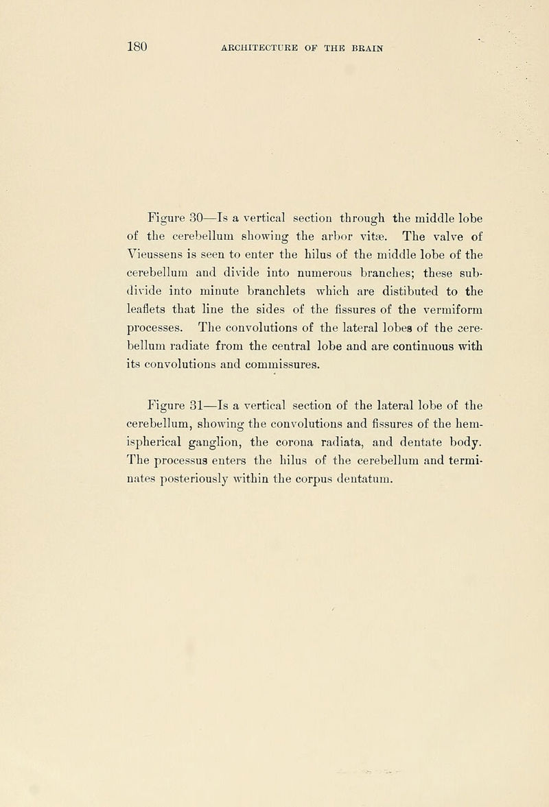 Figure 30—Is a vertical section through the middle lobe of the cerebellum showing the arbor vitte. The valve of Vieussens is seen to enter the hilus of the middle lobe of the cerebellum and divide into numerous branches; these sub- divide into minute branchlets which are distibuted to the leaflets that line the sides of the fissures of the vermiform processes. The convolutions of the lateral lobes of the cere- bellum radiate from the central lobe and are continuous with its convolutions and commissures. Figure 31—Is a vertical section of the lateral lobe of the cerebellum, showing the convolutions and fissures of the hem- ispherical ganglion, the corona radiata, and dentate body. The processus enters the hilus of the cerebellum and termi- nates posteriously within the corpus dentatum.