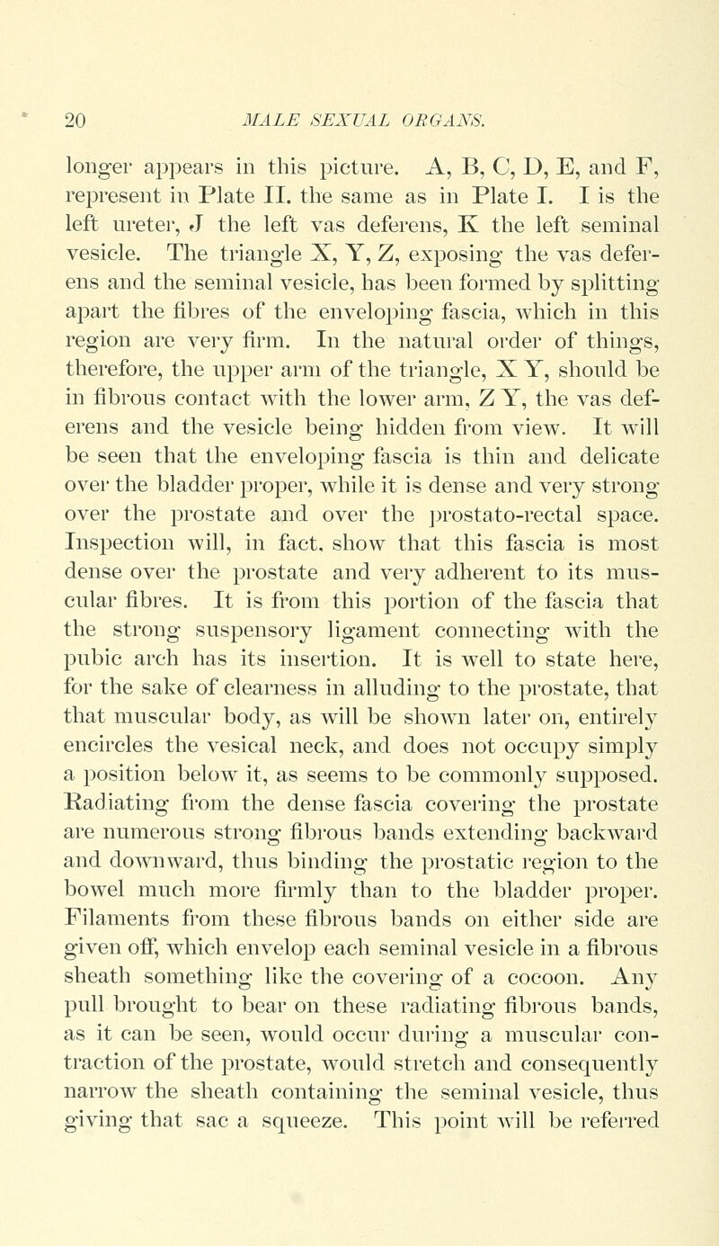 longer appears in this picture. A, B, C, D, E, and F, represent in Plate II. the same as in Plate I. I is the left ureter, J the left vas deferens, K the left seminal vesicle. The triangle X, Y, Z, exposing the vas defer- ens and the seminal vesicle, has been formed by splitting apart the fibres of the enveloping fascia, which in this region are very firm. In the natural order of things, therefore, the upper arm of the triangle, X Y, should be in fibrous contact with the lower arm, Z Y, the vas def- erens and the vesicle being hidden from view. It will be seen that the enveloping fascia is thin and delicate over the bladder proper, while it is dense and very strong over the prostate and over the prostato-rectal space. Inspection will, in fact, show that this fascia is most dense over the prostate and very adherent to its mus- cular fibres. It is from this portion of the fascia that the strong suspensory ligament connecting with the pubic arch has its insertion. It is well to state here, for the sake of clearness in alluding to the prostate, that that muscular body, as will be shown later on, entirely encircles the vesical neck, and does not occupy simply a position below it, as seems to be commonly supposed. Radiating from the dense fascia covering the prostate are numerous strong fibrous bands extending backward and downward, thus binding the prostatic region to the bowel much more firmly than to the bladder proper. Filaments from these fibrous bands on either side are given off, which envelop each seminal vesicle in a fibrous sheath something like the covering of a cocoon. Any pull brought to bear on these radiating fibrous bauds, as it can be seen, would occur during a muscular con- traction of the prostate, would stretch and consequently narrow the sheath containing the seminal vesicle, thus giving that sac a squeeze. This point will be referred