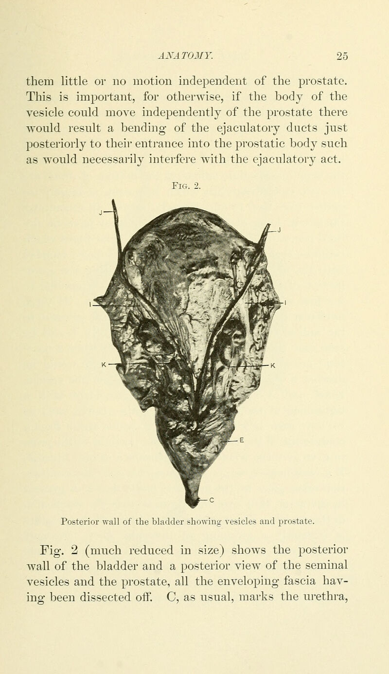 them little or no motion independent of the prostate. This is important, for otherwise, if the body of the vesicle could move independently of the prostate there would result a bending of the ejaculatory ducts just posteriorly to their entrance into the prostatic body such as would necessarily interfere with the ejaculatory act. Fig. 2. Posterior wall of the bladder showing vesicles and prostate. Fig. 2 (much reduced in size) shows the posterior Avail of the bladder and a posterior view of the seminal vesicles and the prostate, all the enveloping fascia hav- ing been dissected off. C, as usual, marks the urethra,