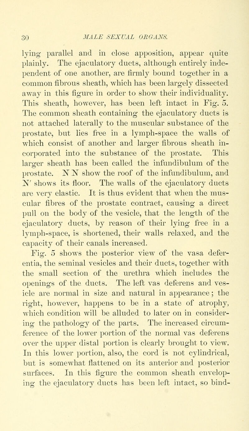 lying parallel and in close apposition, appear quite plainly. The ejaculatory ducts, although entirely inde- pendent of one another, are firmly bound together in a common fibrous sheath, which has been largely dissected away in this figure in order to show their individuality. This sheath, however, has been left intact in Fig. 5. The common sheath containing the ejaculatory ducts is not attached laterally to the muscular substance of the prostate, but lies free in a lymph-space the walls of which consist of another and larger fibrous sheath in- corporated into the substance of the prostate. This larger sheath has been called the infundibulum of the prostate. ZiST ET show the roof of the infundibulum, and N' shows its floor. The walls of the ejaculatory dncts are very elastic. It is thus evident that when the mus- cular fibres of the prostate contract, causing a direct pull on the body of the vesicle, that the length of the ejaculatory ducts, by reason of their lying free in a lymph-space, is shortened, their walls relaxed, and the capacity of their canals increased. Fig. 5 shows the posterior view of the vasa defer- entia, the seminal vesicles and their ducts, together with the small section of the urethra which includes the openings of the ducts. The left vas deferens and ves- icle are normal in size and natural in appearance; the right, however, happens to be in a state of atrophy, which condition will be alluded to later on in consider- ing the pathology of the parts. The increased circum- ference of the lower portion of the normal vas deferens over the upper distal portion is clearly brought to view. In this lower portion, also, the cord is not cylindrical, but is somewhat flattened on its anterior and posterior surfaces. In this figure the common sheath envelop- ing the ejaculatory ducts has been left intact, so bind-