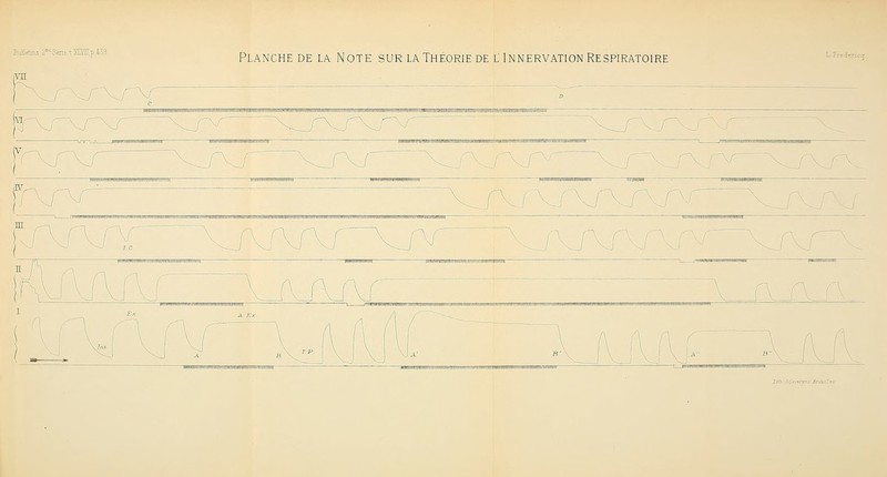 Biinetins, ?*= Sene .t ïEEII.p 439 /VU Planche DE LA Note sur la Théorie de l Innervation Respiratoire lilTi eSsvsrms Bru: