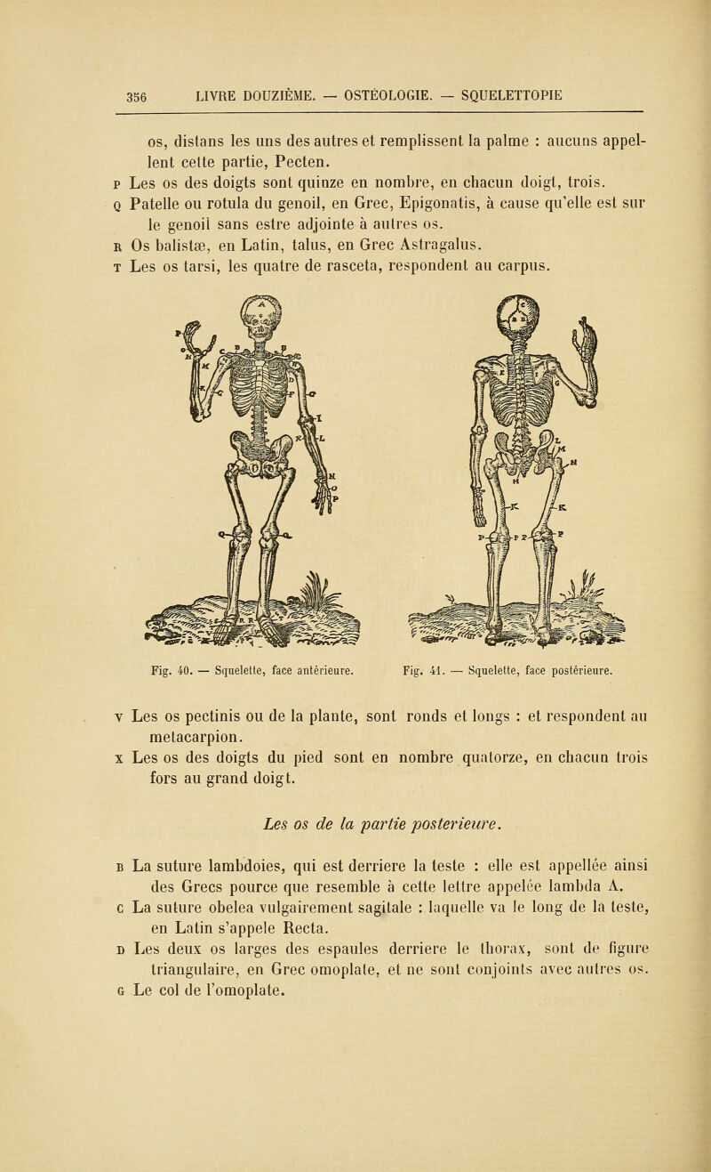 OS, distans les uns des autres et remplissent la palme : aucuns appel- lent celte partie, Pecten. p Les os des doigts sont quinze en nombre, en chacun doigt, trois. Q Patelle ou rotula du genoil, en Grec, Epigonatis, à cause qu'elle est sur le genoil sans estre adjointe à autres os. R Os balistœ, en Latin, talus, en Grec Astragalus. T Les os tarsi, les quatre de rasceta, respondent au carpus. Fig. 40. — Squelette, face antérieure. Fig. 41. — Squelette, face postérieure. V Les os pectinis ou de la plante, sont ronds et longs : et respondent au metacarpion. X Les os des doigts du pied sont en nombre quatorze, en chacun trois fors au grand doigt. Les os de la partie postérieure. B La suture lambdoies, qui est derrière la teste : elle est appellée ainsi des Grecs pource que resemble à cette lettre appelée lambda A. c La suture obelea vulgairement sagitale : laquelle va le long de la teste, en Latin s'appele Recta. D Les deux os larges des espaules derrière le thorax, sont de figure triangulaire, en Grec omoplate, et ne sont conjoints avec autres os. G Le col de l'omoplate.