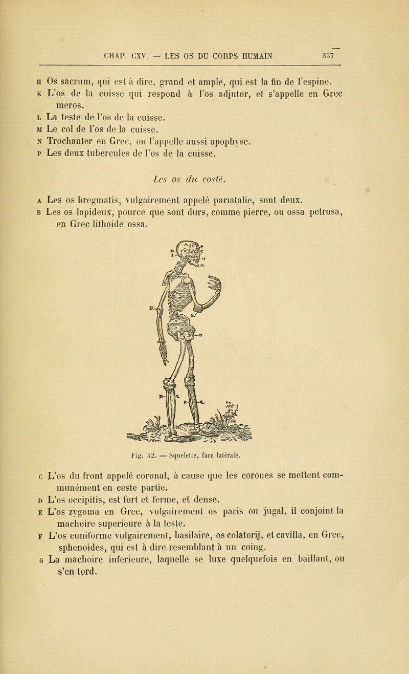 H Os sacrum, qui est à dire, grand et ample, qui est la fin de l'espine. K L'os de la cuisse qui respond à l'os adjutor, et s'appelle en Grec meros. L La teste de l'os de la cuisse. M Le col de l'os de la cuisse. N Trochanler en Grec, on l'appelle aussi apophyse, p Les deux tubercules de l'os de la cuisse. Les os du costé. A Les os bregraatis, vulgairement appelé pariatalie, sont deux. B Les os lapideux, pource que sont durs, comme pierre, ou ossa petrosa, en Grec lithoide ossa. Fig. 42. — Squelette, face latérale. c L'os du front appelé coronal, à cause que les corones se mettent com- munément en ceste partie. D L'os occipitis, est fort et ferme, et dense. E L'os zygoma en Grec, vulgairement os paris ou jugal, il conjoint la mâchoire supérieure à la teste. F L'os cuniforme vulgairement, basilaire, oscolatorij, etcavilla, en Grec, sphenoides, qui est à dire resemblant à un coing. G La mâchoire inférieure, laquelle se luxe quelquefois en baillant, ou s'en tord.