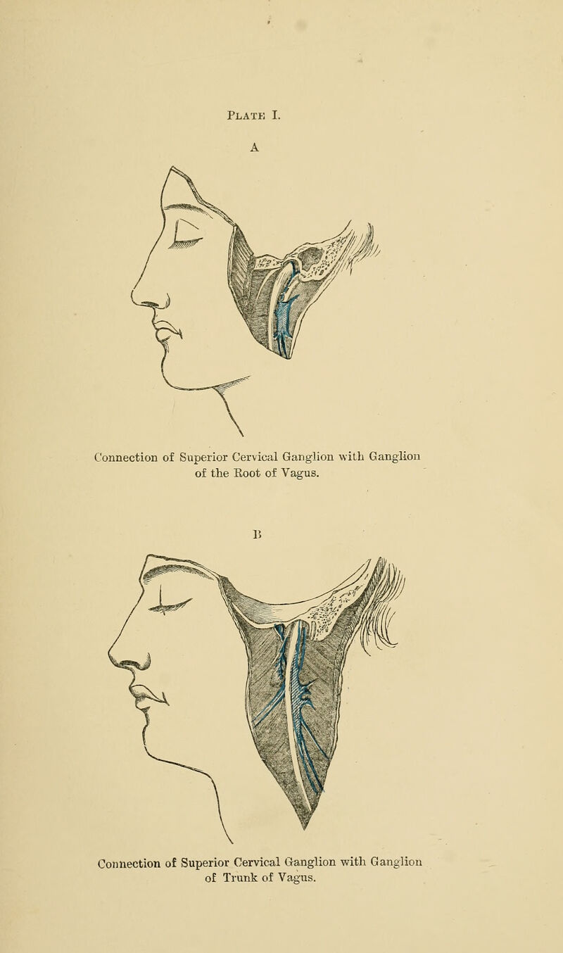 Connection of Superior Cervical Ganglion with Ganglion of the Boot of Vagus. Connection of Superior Cervical Ganglion with Ganglion of Trunk of Vagus.