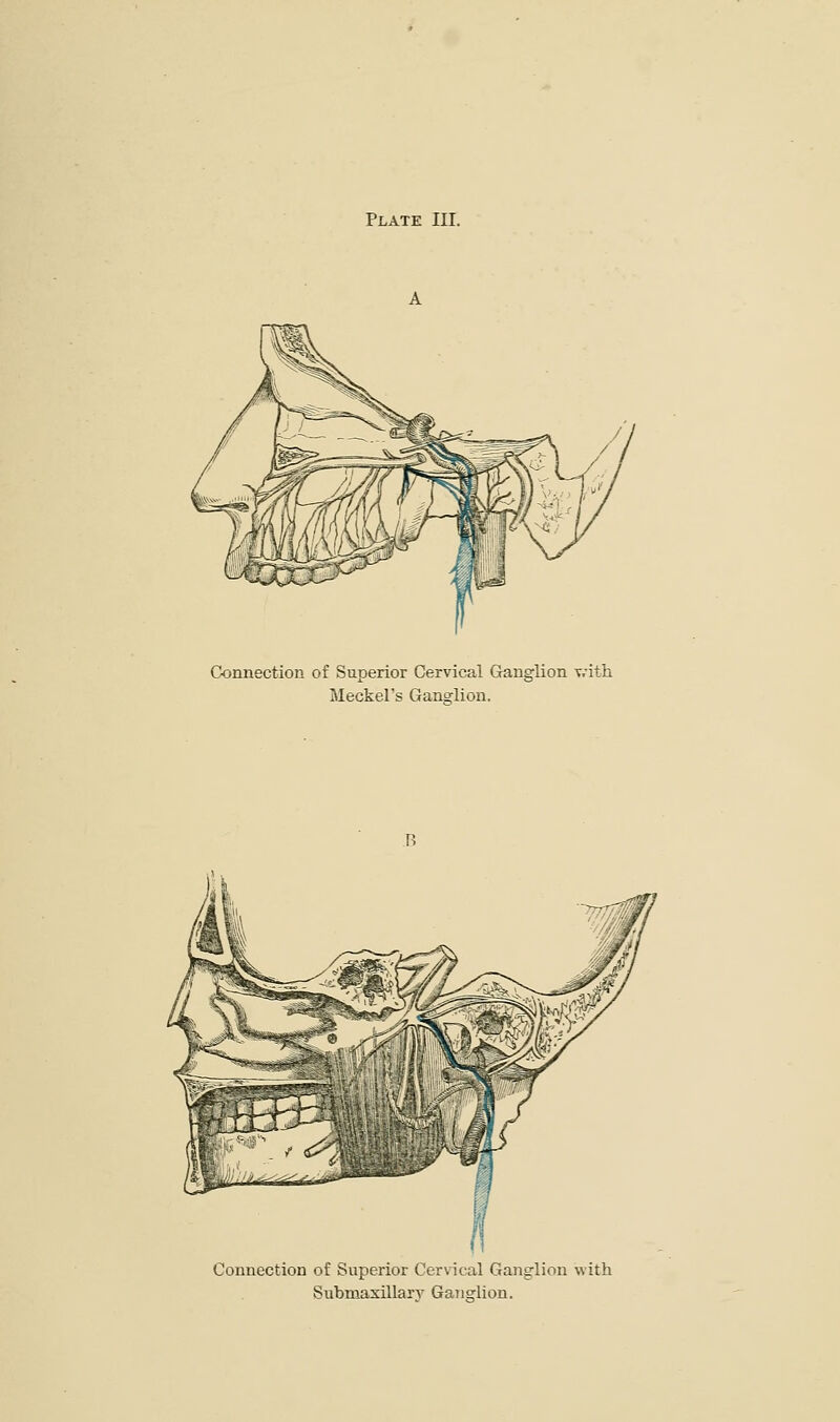 Plate III. Connection of Superior Cervical Ganglion v/ith Meckel's Ganglion. : Connection of Superior Cervical Ganglion with Submaxillary Ganarlion.