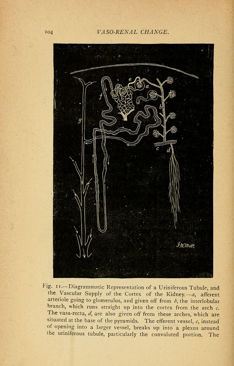 Fig. n.—Diagrammatic Representation of a Uriniferous Tubule, and the Vascular Supply of the Cortex of the Kidney.— a, afferent arteriole going to glomerulus, and given off from b, the interlobular branch, which runs straight up into the cortex from the arch c. The vasa-recta, d, are also given off from these arches, which are situated at the base of the pyramids. The efferent vessel, e, instead of opening into a larger vessel, breaks up into a plexus around the uriniferous tubule, particularly the convoluted portion. The
