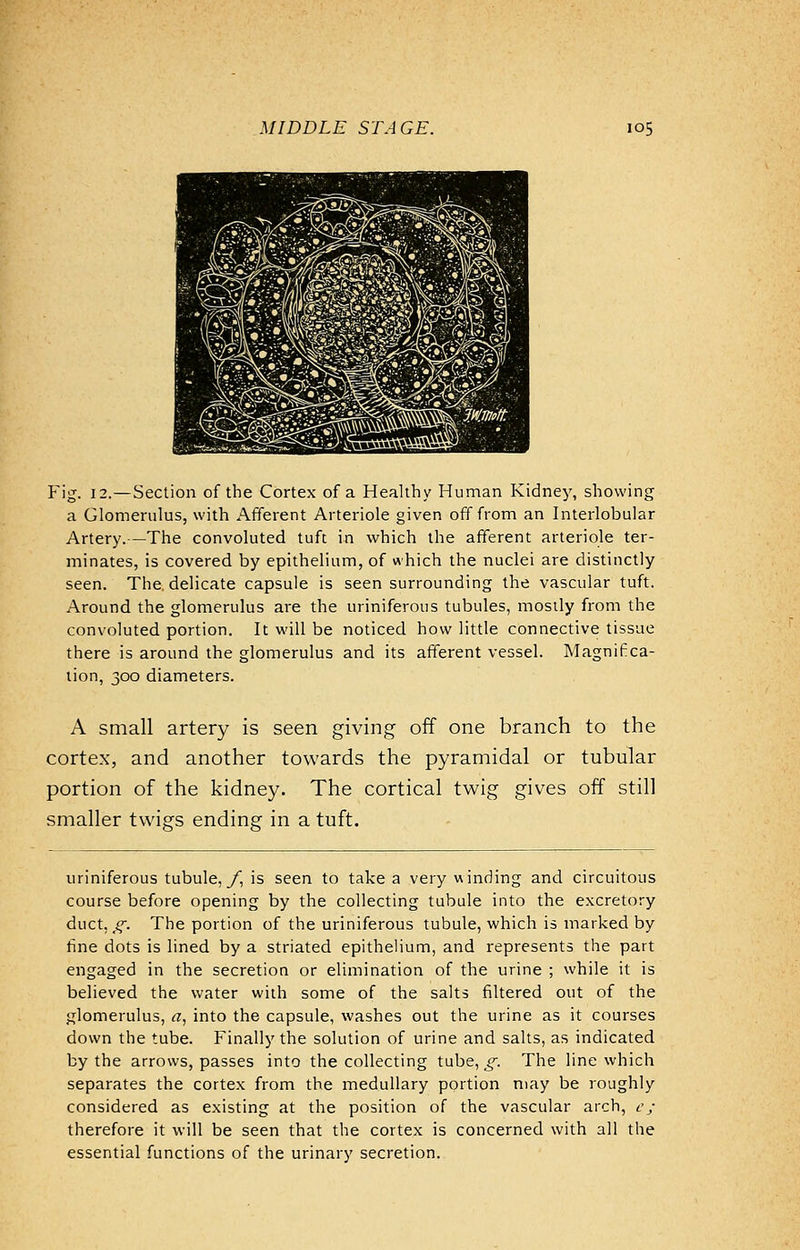 Fig. 12.—Section of the Cortex of a Healthy Human Kidney, showing a Glomerulus, with Afferent Arteriole given off from an Interlobular Artery.—The convoluted tuft in which the afferent arteriole ter- minates, is covered by epithelium, of which the nuclei are distinctly seen. The. delicate capsule is seen surrounding the vascular tuft. Around the glomerulus are the uriniferous tubules, mostly from the convoluted portion. It will be noticed how little connective tissue there is around the glomerulus and its afferent vessel. Magnif ca- tion, 300 diameters. A small artery is seen giving off one branch to the cortex, and another towards the pyramidal or tubular portion of the kidney. The cortical twig gives off still smaller twigs ending in a tuft. uriniferous tubule, _/, is seen to take a very winding and circuitous course before opening by the collecting tubule into the excretory duct, g. The portion of the uriniferous tubule, which is marked by fine dots is lined by a striated epithelium, and represents the part engaged in the secretion or elimination of the urine ; while it is believed the water with some of the salts filtered out of the glomerulus, a, into the capsule, washes out the urine as it courses down the tube. Finally the solution of urine and salts, as indicated by the arrows, passes into the collecting tube, g. The line which separates the cortex from the medullary portion may be roughly considered as existing at the position of the vascular arch, c; therefore it will be seen that the cortex is concerned with all the essential functions of the urinary secretion.