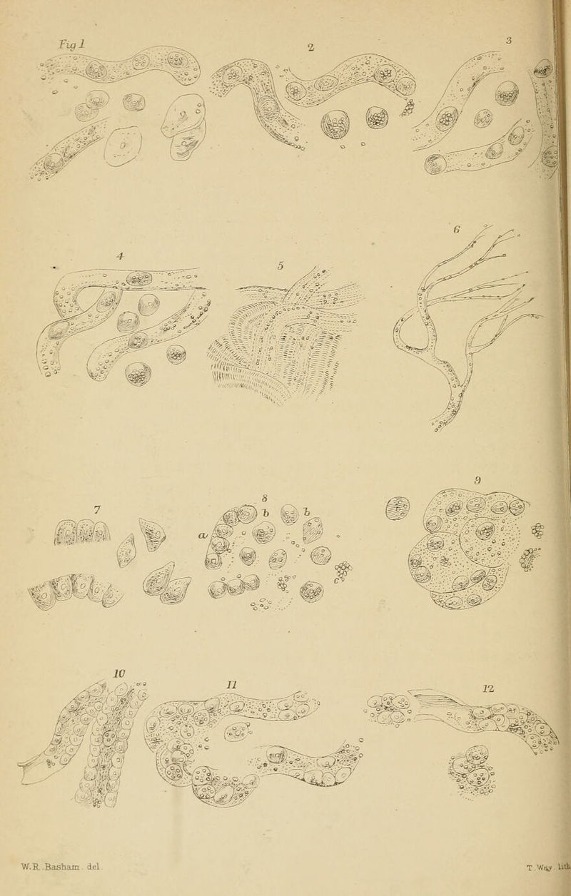 10 11 b : - ■ s*-C§.- W.R Basham del