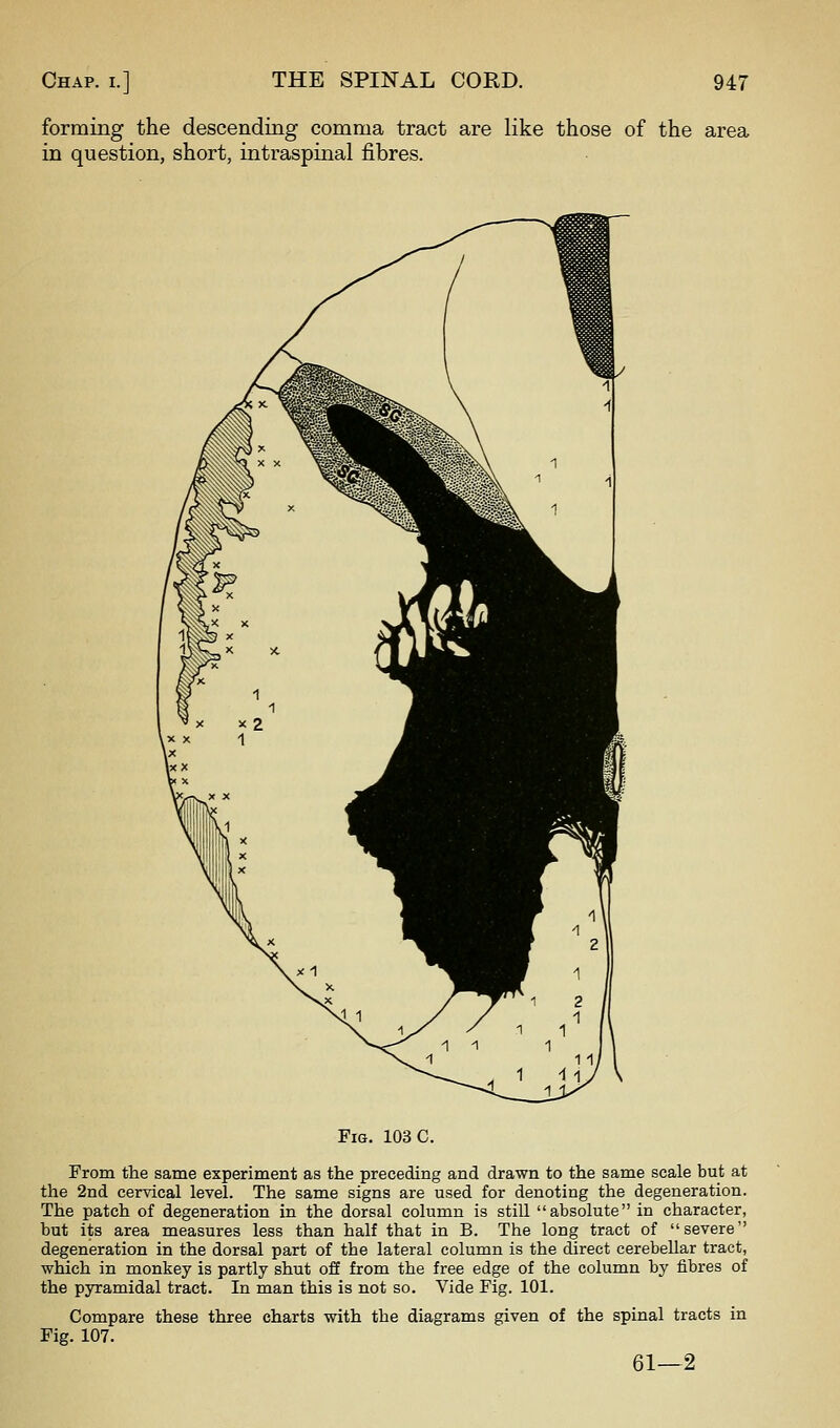 forming the descending comma tract are like those of the area in question, short, intraspinal fibres. Fig. 103 C. From the same experiment as the preceding and drawn to the same scale but at the 2nd cervical level. The same signs are used for denoting the degeneration. The patch of degeneration in the dorsal column is still absolute in character, but its area measures less than half that in B. The long tract of severe degeneration in the dorsal part of the lateral column is the direct cerebellar tract, which in monkey is partly shut off from the free edge of the column by fibres of the pyramidal tract. In man this is not so. Vide Fig. 101. Compare these three charts with the diagrams given of the spinal tracts in Fig. 107. 61—2