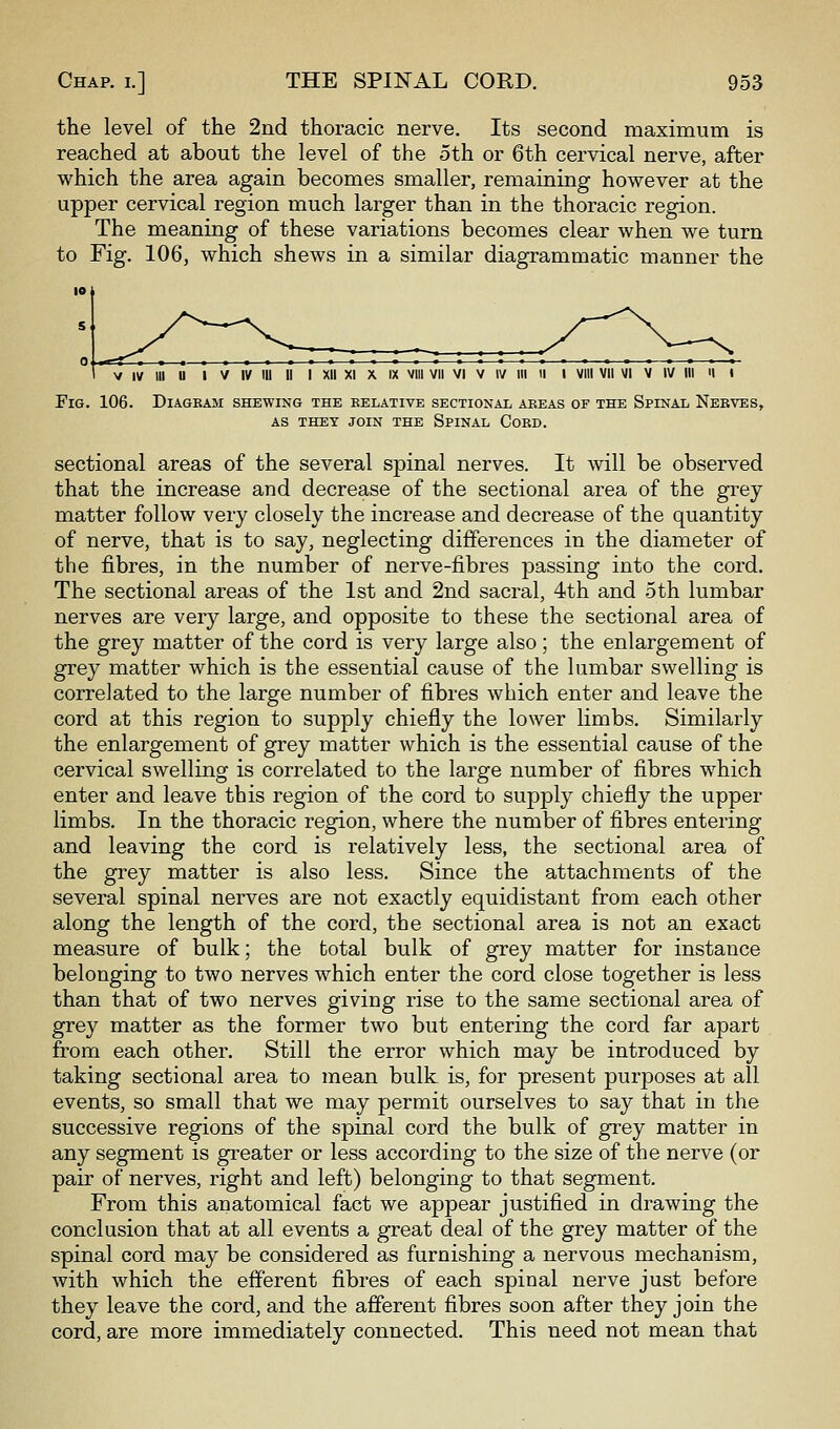 the level of the 2iid thoracic nerve. Its second maximum is reached at about the level of the 5th or 6th cervical nerve, after which the area again becomes smaller, remaining however at the upper cervical region much larger than in the thoracic region. The meaning of these variations becomes clear when we turn to Fig. 106, which shews in a similar diagrammatic manner the v iv iii u iv iv iii ii i xii xi x ix viii vii vi v iv hi ii i viii vii vi v iv iii <l i Fig. 106. Diagram shewing the relative sectional areas of the Spinal Nerves, AS THEY JOIN THE SpINAL CoRD. sectional areas of the several spinal nerves. It will be observed that the increase and decrease of the sectional area of the grey- matter follow very closely the increase and decrease of the quantity of nerve, that is to say, neglecting differences in the diameter of the fibres, in the number of nerve-fibres passing into the cord. The sectional areas of the 1st and 2nd sacral, 4th and 5th lumbar nerves are very large, and opposite to these the sectional area of the grey matter of the cord is very large also; the enlargement of grey matter which is the essential cause of the lumbar swelling is correlated to the large number of fibres which enter and leave the cord at this region to supply chiefly the lower limbs. Similarly the enlargement of grey matter which is the essential cause of the cervical swelling is correlated to the large number of fibres which enter and leave this region of the cord to supply chiefly the upper limbs. In the thoracic region, where the number of fibres entering and leaving the cord is relatively less, the sectional area of the grey matter is also less. Since the attachments of the several spinal nerves are not exactly equidistant from each other along the length of the cord, the sectional area is not an exact measure of bulk; the total bulk of grey matter for instance belonging to two nerves which enter the cord close together is less than that of two nerves giving rise to the same sectional area of grey matter as the former two but entering the cord far apart from each other. Still the error which may be introduced by taking sectional area to mean bulk is, for present purposes at all events, so small that we may permit ourselves to say that in the successive regions of the spinal cord the bulk of grey matter in any segment is greater or less according to the size of the nerve (or pair of nerves, right and left) belonging to that segment. From this anatomical fact we appear justified in drawing the conclusion that at all events a great deal of the grey matter of the spinal cord may be considered as furnishing a nervous mechanism, with which the efferent fibres of each spinal nerve just before they leave the cord, and the afferent fibres soon after they join the cord, are more immediately connected. This need not mean that