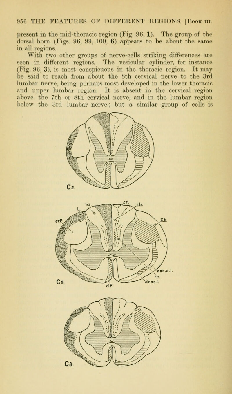 present in the mid-thoracic region (Fig. 96, 1). The group of the dorsal horn (Figs. 96, 99, 100, 6) appears to be about the same in all regions. With two other groups of nerve-cells striking differences are seen in different regions. The vesicular cylinder, for instance (Fig. 96, 3), is most conspicuous in the thoracic region. It may be said to reach from about the 8th cervical nerve to the 3rd lumbar nerve, being perhaps most developed in the lower thoracic and upper lumbar region. It is absent in the cervical region above the 7th or 8th cervical nerve, and in the lumbar region below the 3rd lumbar nerve : but a similar group of cells is asc.a.l.