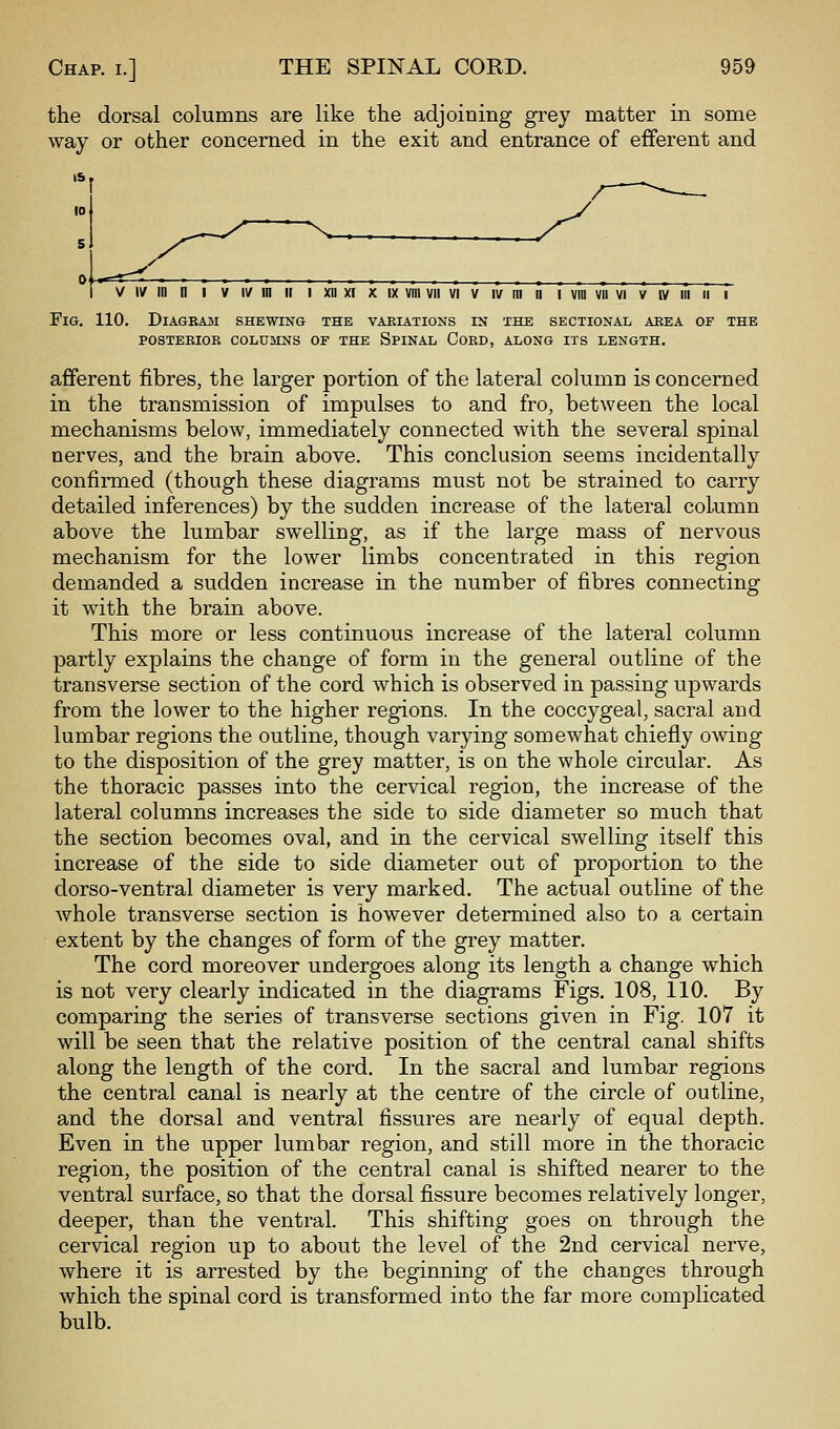 the dorsal columns are like the adjoining grey matter in some way or other concerned in the exit and entrance of efferent and V iv in n I V IV m i[ i xn x[ x ix viii vii vi v iv m n i vin vii vi v iv in ii i Fig. 110. Diagram shewing the vaexations in the sectional area of the POSTERIOR COLUMNS OF THE SpINAL CoED, ALONG ITS LENGTH. afferent fibres, the larger portion of the lateral column is concerned in the transmission of impulses to and fro, between the local mechanisms below, immediately connected with the several spinal nerves, and the brain above. This conclusion seems incidentally confirmed (though these diagrams must not be strained to carry detailed inferences) by the sudden increase of the lateral column above the lumbar swelling, as if the large mass of nervous mechanism for the lower limbs concentrated in this region demanded a sudden increase in the number of fibres connecting it with the brain above. This more or less continuous increase of the lateral column partly explains the change of form in the general outline of the transverse section of the cord which is observed in passing upwards from the lower to the higher regions. In the coccygeal, sacral and lumbar regions the outline, though varying somewhat chiefly owing to the disposition of the grey matter, is on the whole circular. As the thoracic passes into the cervical region, the increase of the lateral columns increases the side to side diameter so much that the section becomes oval, and in the cervical swelling itself this increase of the side to side diameter out of proportion to the dorso-ventral diameter is very marked. The actual outline of the Avhole transverse section is however determined also to a certain extent by the changes of form of the grey matter. The cord moreover undergoes along its length a change which is not very clearly indicated in the diagrams Figs, 108, 110. By comparing the series of transverse sections given in Fig. 107 it will be seen that the relative position of the central canal shifts along the length of the cord. In the sacral and lumbar regions the central canal is nearly at the centre of the circle of outline, and the dorsal and ventral fissures are nearly of equal depth. Even in the upper lumbar region, and still more in the thoracic region, the position of the central canal is shifted nearer to the ventral surface, so that the dorsal fissure becomes relatively longer, deeper, than the ventral. This shifting goes on through the cervical region up to about the level of the 2nd cervical nerve, where it is arrested by the beginning of the changes through which the spinal cord is transformed into the far more complicated bulb.