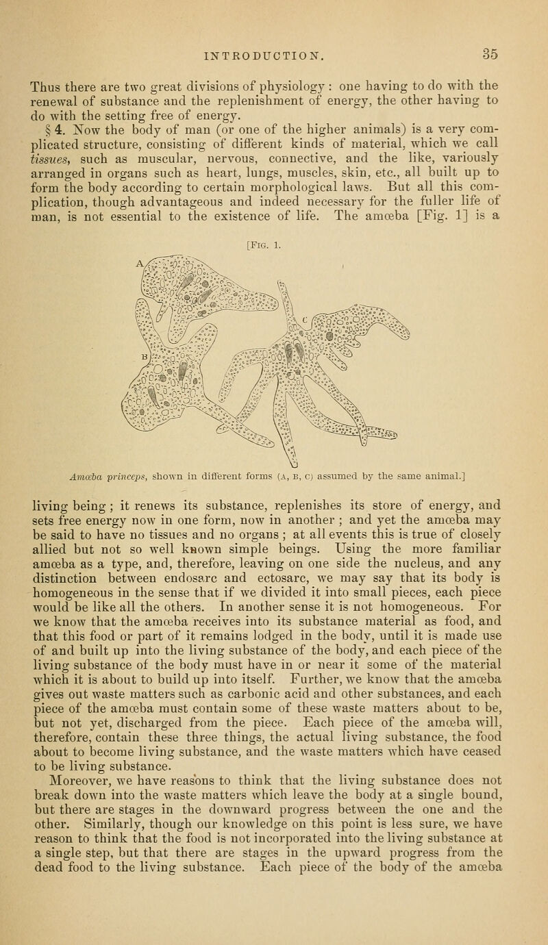 Thus there are two great divisions of physiology : one having to do with the renewal of substance and the replenishment of energy, the other having to do with the setting free of energy, § 4. Now the body of man (or one of the higher animals) is a very com- plicated structure, consisting of different kinds of material, which we call tissues, such as muscular, nervous, connective, and the like, variously arranged in organs such as heart, lungs, muscles, skin, etc., all built up to form the body according to certain morphological laws. But all this com- plication, though advantageous and indeed necessary for the fuller life of man, is not essential to the existence of life. The amoeba [Fig. 1] is a [Fig. 1. Amccba princeps, sliown in different forms (a, b, c) assumed by the same animal.] living being; it renews its substance, replenishes its store of energy, and sets free energy now in one form, now in another ; and yet the amoeba may be said to have no tissues and no organs ; at all events this is true of closely allied but not so well known simple beings. Using the more familiar amoeba as a type, and, therefore, leaving on one side the nucleus, and any distinction between endosarc and ectosarc, we may say that its body is homogeneous in the sense that if we divided it into small pieces, each piece would be like all the others. In another sense it is not homogeneous. For we know that the amoeba receives into its substance material as food, and that this food or part of it remains lodged in the body, until it is made use of and built up into the living substance of the body, and each piece of the living substance of the body must have in or near it some of the material which it is about to build up into itself. Further, we know that the amoeba gives out waste matters such as carbonic acid and other substances, and each piece of the amoeba must contain some of these waste matters about to be, but not yet, discharged from the piece. Each piece of the amceba will, therefore, contain these three things, the actual living substance, the food about to become living substance, and the waste matters which have ceased to be living substance. Moreover, we have reasons to think that the living substance does not break down into the waste matters which leave the body at a single bound, but there are stages in the downward progress between the one and the other. Similarly, though our knowledge on this point is less sure, we have reason to think that the food is not incorporated into the living substance at a single step, but that there are stages in the upward progress from the dead food to the living substance. Each piece of the body of the amoeba