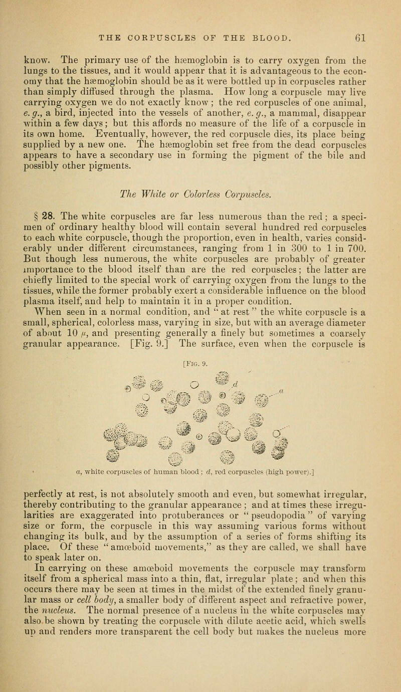 know. The primary use of the hemoglobin is to carry oxygen from the lungs to the tissues, and it would appear that it is advantageous to the econ- omy that the haemoglobin should be as it were bottled up in corpuscles rather than simply diffused through the plasma. How long a corpuscle may live carrying oxygen we do not exactly know ; the red corpuscles of one animal, e. g., a bird, injected into the vessels of another, e. g., a mammal, disappear within a few days; but this affords no measure of the life of a corpuscle in its own home. Eventually, however, the red corpuscle dies, its place being supplied by a new one. The haemoglobin set free from the dead corpuscles appears to have a secondary use in forming the pigment of the bile and possibly other pigments. The White or Colorless Corpuscles. § 28. The white corpuscles are far less numerous than the red ; a speci- men of ordinary healthy blood will contain several hundred red corpuscles to each white corpuscle, though the proportion, even in health, varies consid- erably under different circumstances, ranging from 1 in 300 to 1 in 700. But though less numerous, the white corpuscles are probably of greater importance to the blood itself than are the red corpuscles; the latter are chiefly limited to the special work of carrying oxygen from the lungs to the tissues, while the former probably exert a considerable influence on the blood plasma itself, and help to maintain it in a proper condition. When seen in a normal condition, and  at rest the white corpuscle is a small, spherical, colorless mass, varying in size, but with an average diameter of about 10 ,«, and presenting generally a finely but sometimes a coarsely granular appearance. [Fig. 9.] The surface, even when the cox'puscle is [Fig. 9. a, white corpuscles of human blood ; d, red corpuscles (high power).] perfectly at rest, is not absolutely smooth and even, but somewhat irregular, thereby contributing to the granular appearance ; and at times these irregu- larities are exaggerated into protuberances or  pseudopodia  of varying size or form, the corpuscle in this way assuming various forms without changing its bulk, and by the assumption of a series of forms shifting its place. Of these  amoeboid movements, as they are called, we shall have to speak later on. In carrying on these amoeboid movements the corpuscle may transform itself from a spherical mass into a thin, flat, irregular plate; and when this occurs there may be seen at times in the midst of the extended finely granu- lar mass or cell body, a smaller body of different aspect and refractive power, the nucleus. The normal presence of a nucleus in the white corpuscles may also be shown by treating the corpuscle with dilute acetic acid, which swells up and renders more transparent the cell body but makes the nucleus more