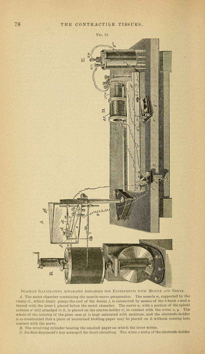 Fig. 13. DlAGUA.M lM,L-STI{.\TI,\G APPARATUS AllRANGICI) KOIt KX PKill.M K.VTS WITH MUMCLE ANlJ NEUVE. A. The moist cliainbor containing the mnscle-nerve preparation. 'I'lie musclem, supported by the clamp cL, which (irmly grasps tlio end of the femur /, Is connected by means of the S-hoolc s and a thread with the lever I, placed below the moist chamber. The nerve n, with a portion of the spinal column n' still attached to it, is placed on the electro-holder el, in contact with the wires x, y. The whole of the interior of the glass case <jl. is kept saturated with moisture, and the electrode-holder is so constructed that a piece of moistened blotting-paper Tnay be lOaced on it without coming into contact with the nerve. li. Tlie revolving cylinder bearing the smoked paper on which the lever writes. (J. ]>u Bois-Keymond's key arranged for short-circuiting. The wires x and y of the electrode-holder