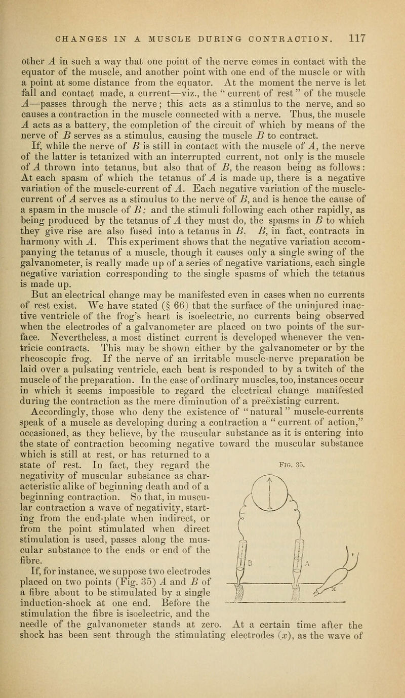 Other A in such a way that one point of the nerve comes in contact with the equator of the muscle, and another point with one end of the muscle or with a point at some distance from the equator. At the moment the nerve is let fall and contact made, a current—viz., the '' current of rest of the muscle A—passes through the nerve; this acts as a stimulus to the nerve, and so causes a contraction in the muscle connected with a nerve. Thus, the muscle A acts as a battery, the completion of the circuit of which by means of the nerve of B serves as a stimulus, causing the muscle B to contract. If, while the nerve of B is still in contact with the muscle of A, the nerve of the latter is tetanized with an interrupted current, not only is the muscle of A thrown into tetanus, but also that of B, the reason being as follows: At each spasm of which the tetanus of A is made up, there is a negative variation of the muscle-current of A. Each negative variation of the muscle- current of A serves as a stimulus to the nerve of B, and is hence the cause of a spasm in the muscle of B; and the stimuli following each other rapidly, as being produced by the tetanus of A they must do, the spasms in B to which they give rise are also fused into a tetanus in B. B, in fact, contracts in harmony with A. This experiment shows that the negative variation accom- panying the tetanus of a muscle, though it causes only a single swing of the galvanometer, is really made up of a series of negative variations, each single negative variation corresponding to the single spasms of which the tetanus is made up. But an electrical change may be manifested even in cases when no currents of rest exist. We have stated (§ 66) that the surface of the uninjured inac- tive ventricle of the frog's heart is isoelectric, no currents being observed when the electrodes of a galvanometer are placed on two points of the sur- face. Nevertheless, a most distinct current is developed whenever the ven- tricle contracts. This may be shown either by the galvanometer or by the rheoscopic frog. If the nerve of an irritable muscle-nerve preparation be laid over a pulsating ventricle, each beat is responded to by a twitch of the muscle of the preparation. In the case of ordinary muscles, too, instances occur in which it seems impossible to regard the electrical change manifested during the contraction as the mere diminution of a preexisting current. Accordingly, those who deny the existence of natural muscle-currents speak of a muscle as developing during a contraction a  current of action, occasioned, as they believe, by the muscular substance as it is entering into the state of contraction becoming negative toward the muscular substance which is still at rest, or has returned to a state of rest. In fact, they regard the Fig- 35. negativity of muscular substance as char- acteristic alike of beginning death and of a beginning contraction. So that, in muscu- lar contraction a wave of negativity, start- ing from the end-plate when indirect, or from the point stimulated when direct stimulation is used, passes along the mus- cular substance to the ends or end of the fibre. If, for instance, we suppose two electrodes placed on two points (Fig. 35) A and B of a fibi'e about to be stimulated by a single induction-shock at one end. Before the stimulation the fibre is isoelectric, and the needle of the galvanometer stands at zero. At a certain time after the shock has been sent through the stimulating electrodes C^-), as the wave of