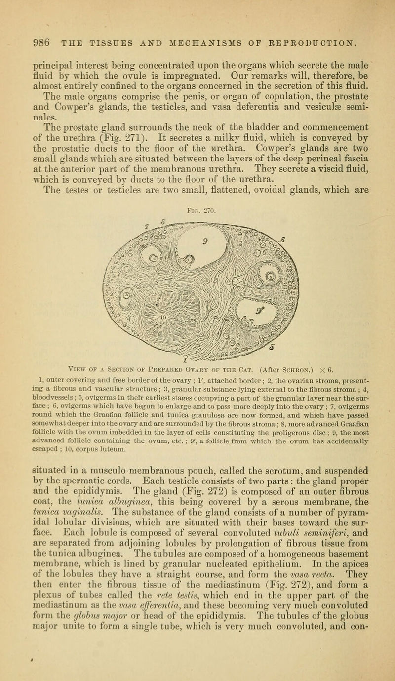 principal interest being concentrated upon the organs which secrete the male fluid by which the ovule is impregnated. Our remarks will, therefore, be almost entirely confined to the organs concerned in the secretion of this fluid. The male organs comprise the penis, or organ of copulation, the prostate and Cowper's glands, the testicles, and vasa deferentia and vesiculse semi- nales. The prostate gland surrounds the neck of the bladder and commencement of the urethra (Fig. 271). It secretes a milky fluid, which is conveyed by the prostatic ducts to the floor of the urethra. Cowper's glands are two small glands which are situated between the layers of the deep perineal fascia at the anterior part of the membranous urethra. They secrete a viscid fluid, which is conveyed by ducts to the floor of the urethra. The testes or testicles are two small, flattened, ovoidal glands, which are Fig. 270. View of a Section of Prepaked Ovary of the Cat. (After Schron.) X 6. 1, outer covering and free border of the ovary ; 1', attached border; 2, the ovarian stroma, present- ing a fibrous and vascular structure ; 3, granular substance lying external to the fibrous stroma ; 4, bloodvessels ; 5, ovigerms in their earliest stages occupying a part of the granular layer near the sm-- fece; 6, ovigerms which have begun to enlarge and to pass more deeply into the ovary; 7, ovigerms round which the Graafian follicle and tunica gi-anulosa are now formed, and which have passed somewhat deeper into the ovary and are surrounded by the fibrous stroma ; 8. more advanced Graafian follicle with the ovum imbedded in the layer of cells constituting the proligerous disc ; 9, the most advanced follicle containing the ovum, etc.; 9', a follicle from which the ovum has accidentally escaped ; 10, corpus luteum. situated in a musculo-membranous pouch, called the scrotum, and suspended by the spermatic cords. Each testicle consists of two parts: the gland proper and the epididymis. The gland (Fig. 272) is composed of an outer fibrous coat, the tunica alhuginea, this being covered by a serous membrane, the tunica vaginalis. The substance of the gland consists of a number of pyram- idal lobular divisions, which are situated with their bases toward the sur- face. Each lobule is composed of several convoluted tuhnli seminiferi, and are separated from adjoining lobules by prolongation of fibrous tissue from the tunica albuginea. The tubules are composed of a homogeneous basement membrane, which is lined by granular nucleated epithelium. In the apices of the lobules they have a straight course, and form the vasa recta. They then enter the fibrous tissue of the mediastinum (Fig. 272), and form a plexus of tubes called the rete testis, which end in the upper part of the mediastinum as the va-m efferentia, and these becoming very much convoluted form the globus major or head of the epididymis. The tubules of the globus major unite to form a single tube, which is very much convoluted, and con-