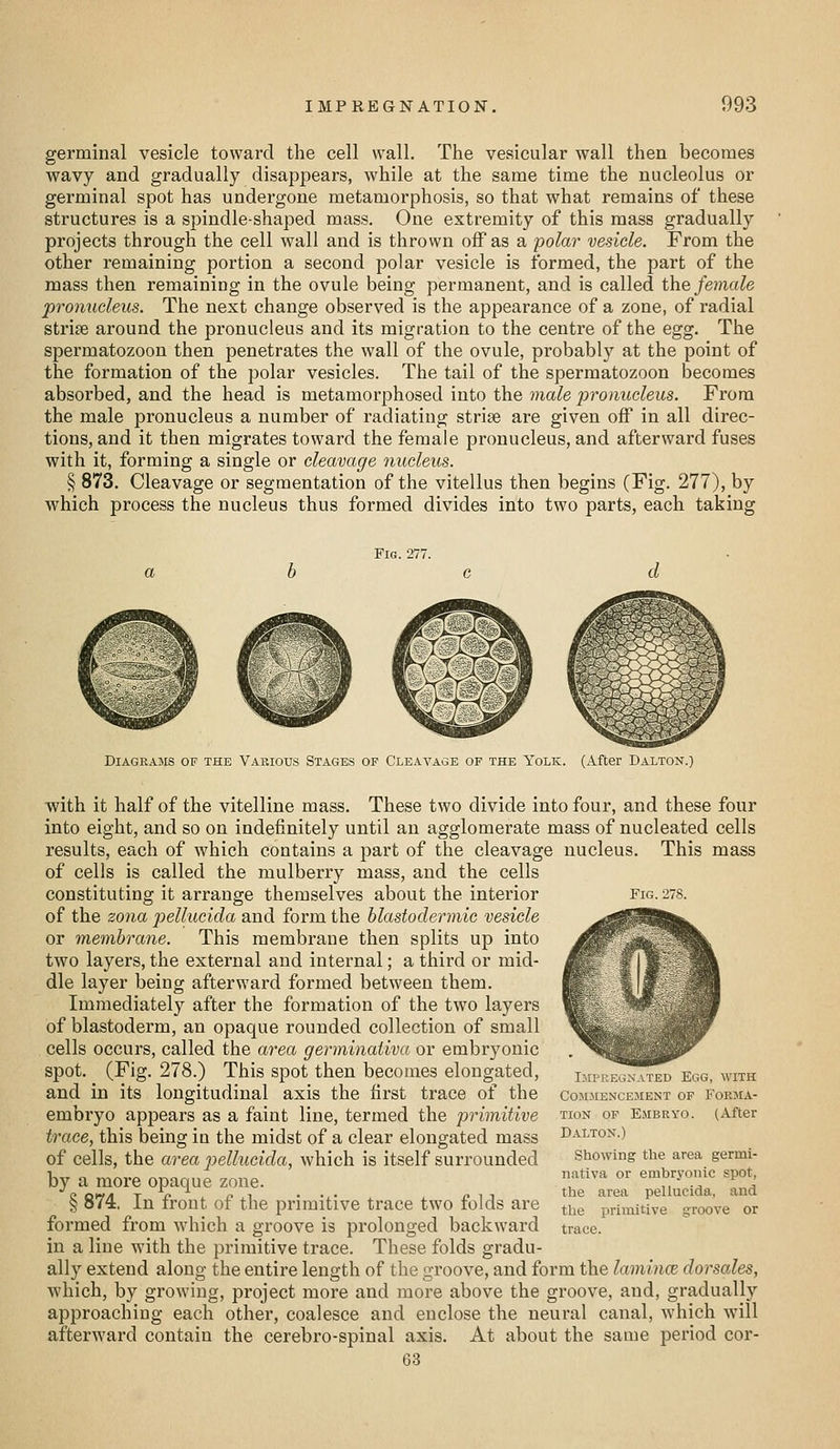 germinal vesicle toward the cell wall. The vesicular wall then becomes wavy and gradually disappears, while at the same time the nucleolus or germinal spot has undergone metamorphosis, so that what remains of these structures is a spindle-shaped mass. One extremity of this mass gradually projects through the cell wall and is thrown off as a polar vesicle. From the other remaining portion a second polar vesicle is formed, the part of the mass then remaining in the ovule being permanent, and is called the female pronucleus. The next change observed is the appearance of a zone, of radial strife around the pronucleus and its migration to the centre of the egg. The spermatozoon then penetrates the wall of the ovule, probably at the point of the formation of the polar vesicles. The tail of the spermatozoon becomes absorbed, and the head is metamorphosed into the male jyromtcleus. From the male pronucleus a number of radiating strise are given off in all direc- tions, and it then migrates toward the female pronucleus, and afterward fuses with it, forming a single or cleavage nucleus. § 873. Cleavage or segmentation of the vitellus then begins (Fig. 277), by which process the nucleus thus formed divides into two parts, each taking Fig. 277. Diagrams of the Various Stages of Cleavage of the Yolk. (After Dalton.) Fig. 278. ■with it half of the vitelline mass. These two divide into four, and these four into eight, and so on indefinitely until an agglomerate mass of nucleated cells results, each of which contains a part of the cleavage nucleus. This mass of cells is called the mulberry mass, and the cells constituting it arrange themselves about the interior of the zona pellucida and form the blastodermic vesicle or membrane. This membrane then splits up into two layers, the external and internal; a third or mid- dle layer being afterward formed between them. Immediately after the formation of the two layers of blastoderm, an opaque rounded collection of small cells occurs, called the area germinaiiva or embryonic spot. (Fig. 278.) This spot then becomes elongated, and in its longitudinal axis the first trace of the embryo appears as a faint line, termed the primitive trace, this being in the midst of a clear elongated mass of cells, the area pellucida, which is itself surrounded by a more opaque zone. § 874. In front of the primitive trace two folds are formed from which a groove is prolonged backward in a line with the primitive trace. These folds gradu- ally extend along the entire length of the groove, and form the lamince dorsales, which, by growing, project more and more above the groove, and, gradually approaching each other, coalesce and enclose the neural canal, which Avill afterward contain the cerebro-spinal axis. At about the same period cor- 63 Ijipeegnated Egg, with Comjiencejient op Forma- tion OF Embryo. (After D ALTON.) Showing the area gerini- nativa or embryonic spot, the area pellucida, and the primitive groove or trace.