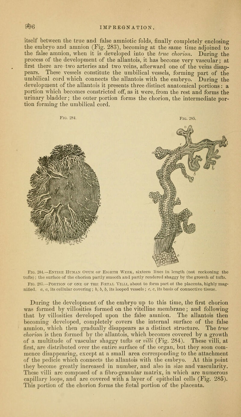 9^6 itself between the true and false amniotic folds, finally completely enclosing the embryo and amnion (Fig. 283), becoming at the same time adjoined to the false amnion, when it is developed into the true chorion. During the process of the development of the allantois, it has become very vascular; at first there are two arteries and two veins, afterward one of the veins disap- pears. These vessels constitute the umbilical vessels, forming part of the umbilical cord which connects the allantois with the embryo. During the development of the allantois it presents three distinct anatomical portions : a portion which becomes constricted off, as it were, from the rest and forms the urinary bladder; the outer portion forms the chorion, the intermediate por- tion formins: the umbilical cord. Fig. 284. Pig. 285. Fig. 284.—Entire Human Ovum of Eighth Week, sixteen lines in length (not reckoning the tufts); the surface of the chorion partly smooth and partly rendered shaggy by the growth of tufts. Fig. 285.—Portion of one of the FoiTAL Villi, about to form part ot the placenta, highly mag- nified, a, a, its cellular covering; 6, h, b, its looped vessels; c. c, its basi.s of connective tissue. During the development of the embryo up to this time, the first chorion was formed by villosities formed on the vitelline membrane; and following that by villosities developed upon the false amnion. The allantois then becoming developed, completely covers the internal surface of the false amnion, which then gradually disappears as a distinct structure. The true chorion is then formed by the allantois, which becomes covered by a growth of a multitude of vascular shaggy tufts or viMi (Fig. 284). These villi, at first, are distributed over the entire surface of the organ, but they soon com- mence disappearing, except at a small area corresponding to the attachment of the pedicle which connects the allantois with the embryo. At this point they become greatly increased in number, and also in size and vascularity. These villi are composed of a fibro-granular matrix, in which are numerous capillary loops, and are covered with a layer of epithelial cells (Fig. 285). This portion of the chorion forms the foetal portion of the placenta.