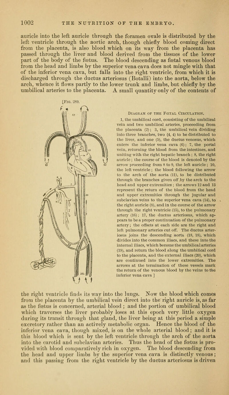 auricle into the left auricle through the foramen ovale is distributed by the left ventricle through the aortic arch, though chiefly blood coming direct from the placenta, is also blood which on its way from the placenta has passed through the liver and blood derived from the tissues of the lower part of the body of the foetus. The blood descending as foetal venous blood from the head and limbs by the superior vena cava does not mingle with that of the inferior vena cava, but falls into the right ventricle, from which it is discharged through the ductus arteriosus (Botalli) into the aorta, below the arch, whence it flows partly to the lower trunk and limbs, but chiefly by the umbilical arteries to the placenta. A small quantity only of the contents of [Fig. 289. \J \} DIAGR.4.M OF THE FCETAL ClECULATION. 1, the umbilical cord, consisting of the umbilical vein and two umbilical arteries, proceeding from the placenta (2); 3, the umbilical vein dividing into three branches, two (4, 4) to be distributed to the liver, and one (5), the ductus venosus, which enters the inferior vena cava (6); 7, the portal vein, returning the blood from the intestines, and uniting with the right hepatic branch ; 8, the right auricle ; the course of the blood is denoted by the arrow proceeding from S to 0, the left auricle ; 10, the left ventricle ; the blood following the arrow to the arch of the aorta (11), to be distributed through the branches given olT .by the arch to the head and upper extremities ; the arrows 12 and 13 represent the return of the blood from the head and upper extremities through the jugular and subclavian veins to the superior vena cava (14), to the right auricle (8), and in the course of the arrow through the right ventricle (15), to the pulmonary artery (10); 17, the ductus arteriosus, which ap- pears to be a proper continuation of the pulmonary artery; the offsets at each side are the right and left pulmonary arteries cut off. The ductus arter- iosus joins the descending aorta (IS, 18), which divides into the common iliacs, and these into the internal iliacs, which become the umbilical arteries (19), and return the blood along the umbilical cord to the placenta, and the external iliacs (20), which are continued into the lower extremities. The arrows at the termination of these vessels mark the return of the venous blood by the veins to the inferior vena cava ] the right ventricle finds its way into the lungs. Now the blood which comes from the placenta by the umbilical vein direct into the right auricle is, as far as the foetus is concerned, arterial blood ; and the portion of umbilical blood which traverses the liver probably lo.ses at this epoch very little oxygen during its transit through that gland, the liver being at this period a simple excretory rather than an actively metabolic organ. Hence the blood of the inferior vena cava, though mixed, is on the whole arterial blood; and it is this blood which is sent by the left ventricle through the arch of the aorta into the carotid and subclavian arteries. Thus the head of the foetus is pro- vided with blood com[)aratively rich in oxygen. The blood descending from the head and upper limbs by the superior vena cava is distinctly venous; and this passing from the right ventricle by the ductus arteriosus is driven