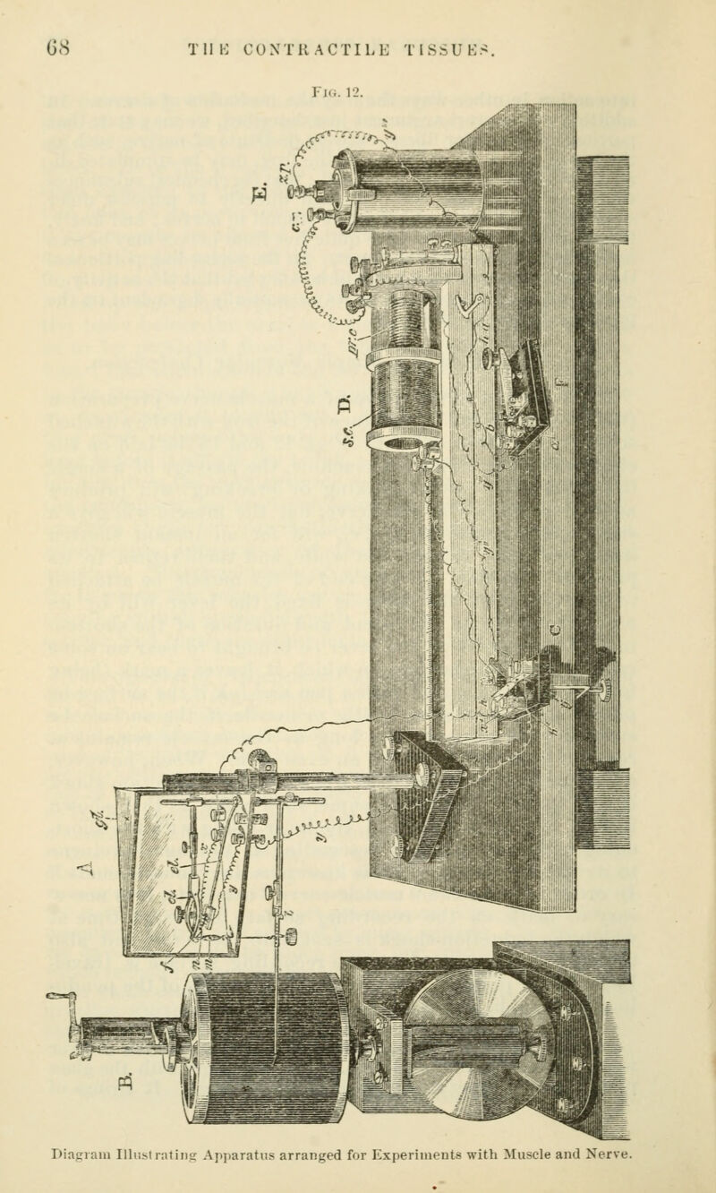 Fj(;. 12. Biagiain Illiislrntiiitr Apparatus arranged for Experiments with Muscle and Nerve.