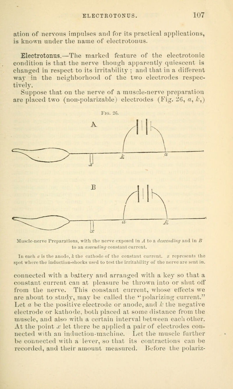 ation of nervous impulses and for its practical applications, is known under the name of electrotonus. Electrotonus.—The marked feature of the electrotonic condition is that the nerve though apparently quiescent is changed in respect to its irritability ; and that in a different way in the neighborhood of the two electrodes respec- tivel}'. Suppose that on the nerve of a muscle-nerve preparation are placed two (non-polarizable) electrodes (Fig. 26, a, ^^,) Fig. 26. Muscle-nerve Preparations, with the nerve exposed in A to a descending and in B to an a^cendm^'constant current. In each a is the anode, k the cathode of the constant current, x represents the spot where the induction-shocks used to test the irritability of the nerve are sent in. connected with a battery and arranged wnth a key so that a constant current can at pleasure be thrown into or shut otF from the nerve. This constant current, whose effects w^e are about to study, may be called the polarizing current. Let a be the positive electrode or anode, and k the negative electrode or kathode, botli placed at some distance from the muscle, and also with a certain interval between each other. At the point x let there be applied a pair of electrodes con- nected with an induction-machine. Let the muscle further be connected with a lever, so that its contractions can be recorded, and their amount measured. Before the polariz-