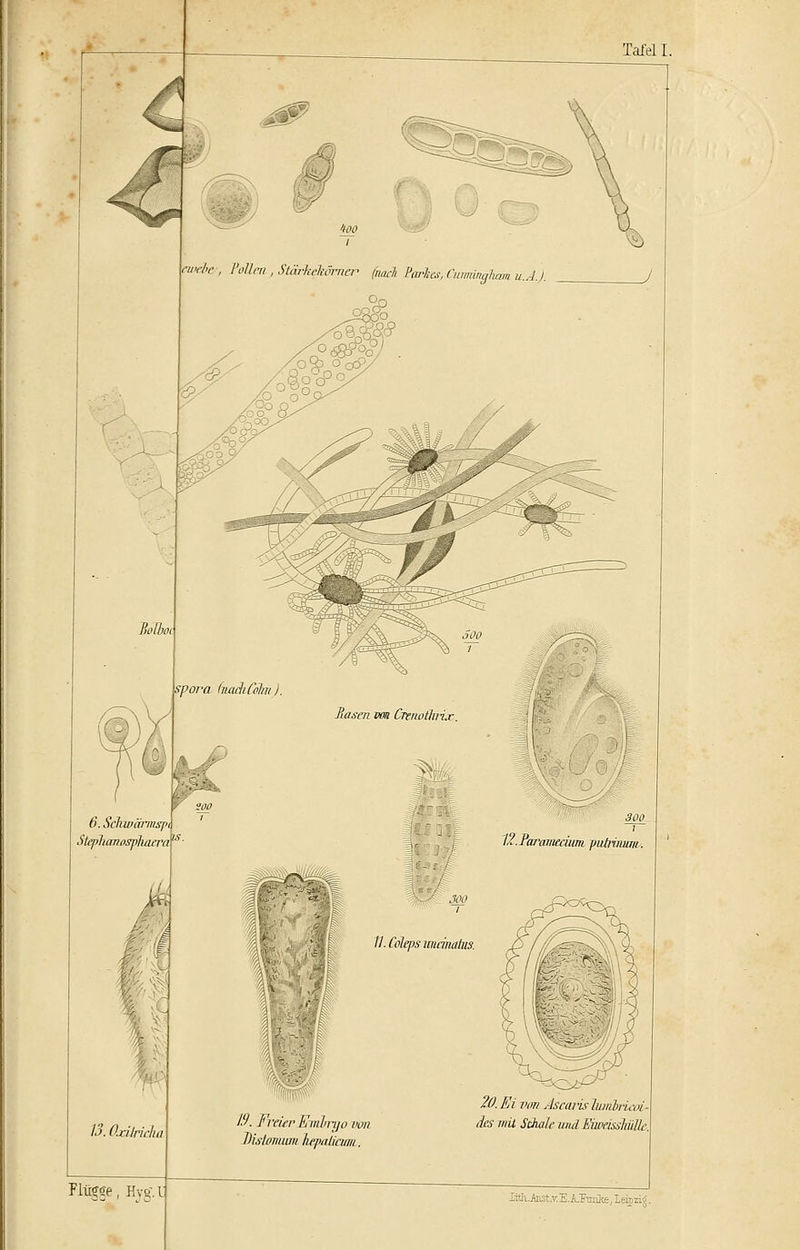 Tateil. .'1 ewebe , Polin,, Stärkekörner (nach Paria, Cumingham u.A.I. 6. Sclnvärmsfh Stepharwsphaera 13. Oxilricln Flügee, Hvg-.i; 13. Freier Embryo von Distomum hepaticum. 20. Ei von Ascaris Tumbrieoi- ies mit Schale und EiwässMüe. lith.Aiist.v.E.A.'Fiirifc, Leipzig.