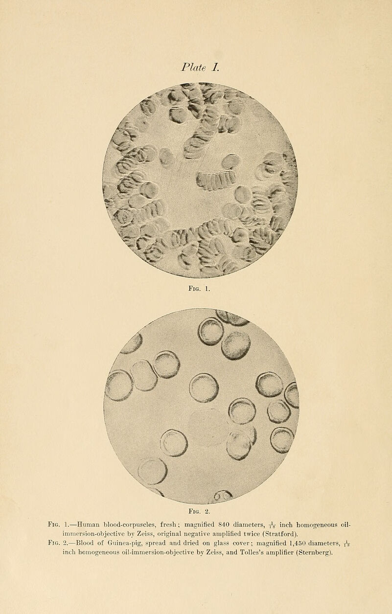 Plate I. V.' I'M- ^ :^i' -■■■■ V t fr/-,- r '--■•A c- t- A^-: V ^.v| ^ - ■jr- ■A -s,_ ,^-^- - ^■rC'^ : 7 i f^'i^: 1 r ■«■■-. . V '.^,: \ ^' :f? '■/ V ^■ , /. Fig. 1. Fig. 2. Fig. 1.—Human blood-corpuscles, fresh; magnified 840 diameters, -jV inch homogeneous oil- immersion-objective bj' Zeiss, original negative amplified twice (Stratford). Fig. 2.—Blood of Guinea-pig, spread and dried on glass cover; magnified 1,450 diameters, -^ inch homogeneous oil-immersion-objective by Zeiss, and Tolles's amplifier (Sternberg).