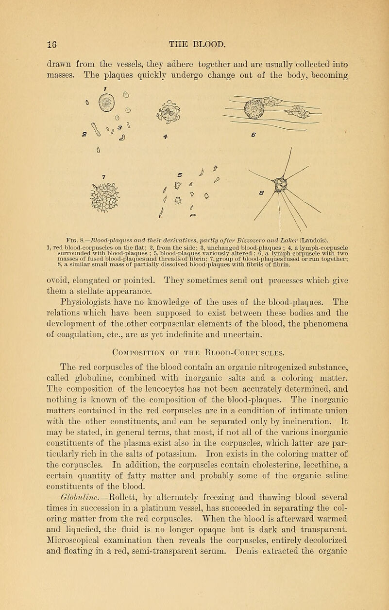 drawn from the Tessels, they adhere together and are usually collected into masses. The plaques quickly undergo change out of the body, becoming Fig. 8.—Blood-plaques and their derivatives, partly after Bizzozero and Laker (Landois). 1, red blood-corpuscles on the flat; 2, from the side; 3, unchanged blood-plaques ; 4, a lymph-corpuscle surrouii'led \virli blood-plaques ; 5, blood-plaques variously altered ; 6, a lymph-corpuscle with two masses of fusrd blood-plaques and threads of librin; 7, group of blood-plaques fused or run together; 8, a similar small mass of partially dissolved blood-plaques with fibrils of fibrin. ovoid, elongated or pointed. They sometimes send out jDrocesses which give them a stellate appearance. Physiologists have no knowledge of the uses of the blood-plaques. The relations which have been supposed to exist between these bodies and the development of the .other corpuscular elements of the blood, the phenomena of coagulation, etc., are as yet indefinite and uncertain. COMPOSITIOJ^ OF THE BlOOD-CoEPUSCLES. The red corpuscles of the blood contain an organic nitrogenized substance, called giobuline, combined with inorganic salts and a coloring matter. The composition of the leucocjrtes has not been accurately determined, and nothing is known of the comj)osition of the blood-plaques. The inorganic matters contained in the red corpuscles are in a condition of intimate union with the other constituents, and can be separated only by incineration. It may be stated, in general terms, that most, if not all of the various inorganic constituents of the jDlasma exist also in the corpuscles, which latter are par- ticularly rich in the salts of potassium. Iron exists in the coloring matter of the corpuscles. In addition, the coriDuscles contain cholesterine, lecethine, a certain quantity of fatty matter and probably some of the organic saline constituents of the blood. Giobuline.—Eollett, by alternately freezing and thawing blood several times in succession in a platinum vessel, has succeeded in separating the col- oring matter from the red corpuscles. When the blood is afterward warmed and liquefied, the fluid is no longer opaque but is dark and transj)arent. Microscopical examination then reveals the corpuscles, entirely decolorized and floating in a red, semi-transparent serum. Denis extracted the organic