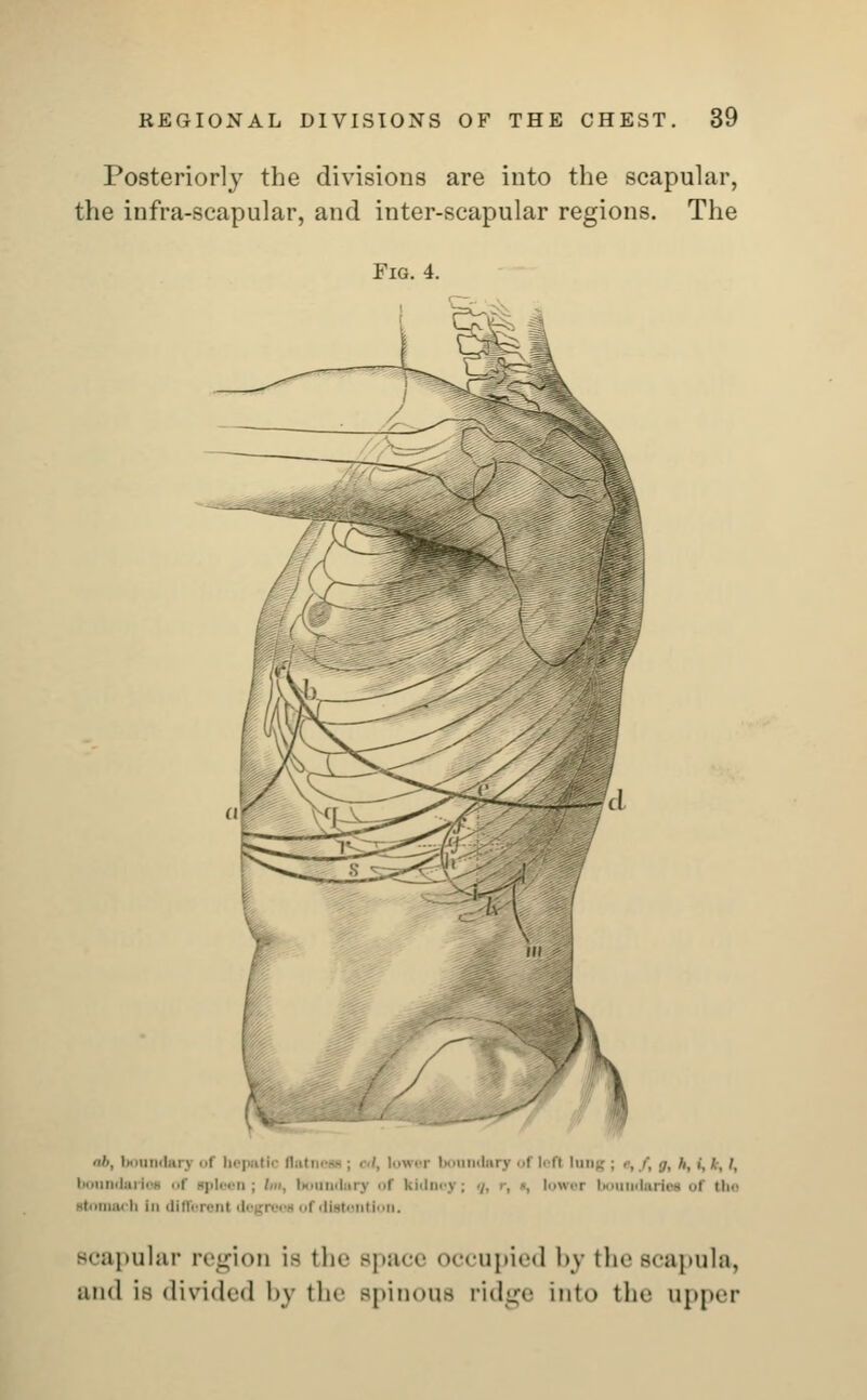 Posteriorly the divisions are into the scapular, the infra-scapular, and inter-scapular regions. The Fig. 4. '■, bonndarj t hepatic flatness; <■'. lower boundary of lefl long; a, ft :/, h,i,).,i, bonndarioa •■! spleen; bn, boundary of Udo lower I adariea ..i the rtonuu li in different degree* <•! distention. Bcapular region is the space occupied by the Bcapula, and is divided by the spinous ridge into the upper