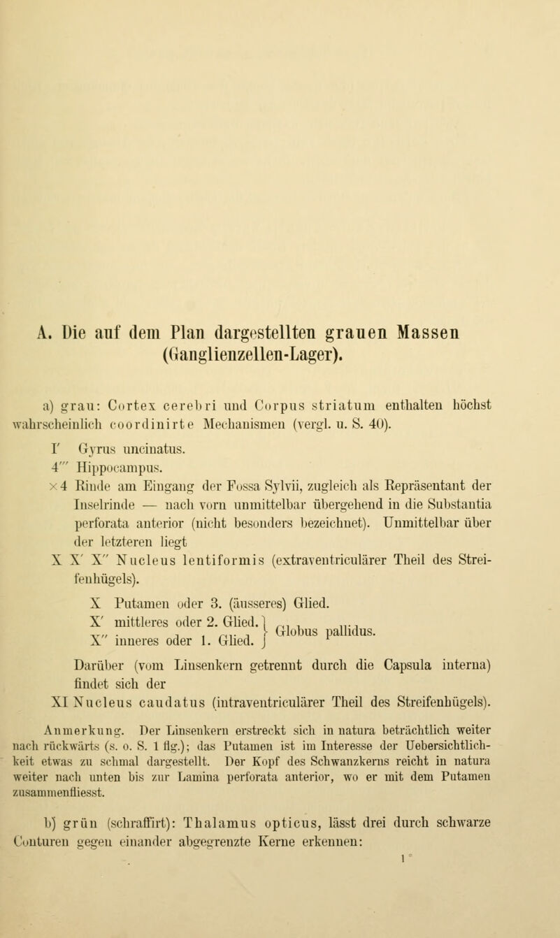 A. Die auf dem Plan dargestellten grauen Massen (Ganglienzellen-Lager). a) grau: Cortex cerebri imJ Corpus striatum enthalten höchst wahrscheinlich coordinirte Mechanismen (vergi. u. S. 40). r Gj^nis unciuatus. 4' Hippocampus. X 4 Rinde am Eingang der Fussa Sylvii, zugleich als Repräsentant der Inselrinde — nach vorn unmittelbar übergehend in die Substantia perforata anterior (nicht besonders bezeichnet). Unmittelbar über der letzteren liegt X X' X Nucleus leutiformis (extraveutriculärer Theil des Strei- fenhügels). X Putamen oder 3. (äusseres) Glied. Globus pallidus. X' mittleres oder 2. Glied. 1 X inneres oder I. Glied. J Darüber (vom Linsenkern getrennt durch die Capsula interna) findet sich der XI Nucleus caudatus (intraventriculärer Theil des Streifenhügels). Anmerkung. Der Liasenkern erstreckt sich in natura beträclitlich weiter nach rückwiu-ts (s. o. S. 1 flg.); das Putamen ist im Interesse der Uebersicbtlich- keit etwas zu schmal dargestellt. Der Kopf des Schwanzkerns reicht in natura weiter nach unten bis zur Lamina perforata anterior, wo er mit dem Putamen zusammenfliesst. b) grün (schraffirt): Thalamus opticus, lässt drei durch schwarze Coutureu gegen einander abgegrenzte Kerne erkennen: