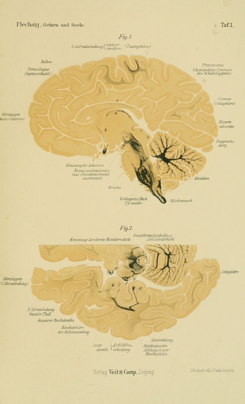 Fig.l. ^ < i'oiUere ' Bcäkat Fornlxhngus. (SephimpdluddJ PratcuneiLS- tAssocialionS' Cenlruni des Scheite Happens) ■Cuneus -v_ (Sehsphäre) Zunqemvm, dunq hreiLZwig der Seluuriieii Neivus oculönwloriiLS (aiLS Onsshimsckenhel ausLrctmdi bJemhim Verlängertes Marl: iPynimide) Rückenmark Stimlappen I. SÜrnuimdiMq 1 3. Stirnjimdung baialerTheä Fig.2. Orosshimschenkelftcss Kreuzunci deroberen Kleinkirn stielt Sckleifenschickt '>&|-j \ if äusserer Paedistreifen Pdechspliärr derPIaheniuiruiunji erste \ Schläfen« Stal>kranzflrs zweite ' windwiß Sehhiiqels zur Bieclisphüie ^hsphäre Verlag Veit8f Comp.!eipziq-.