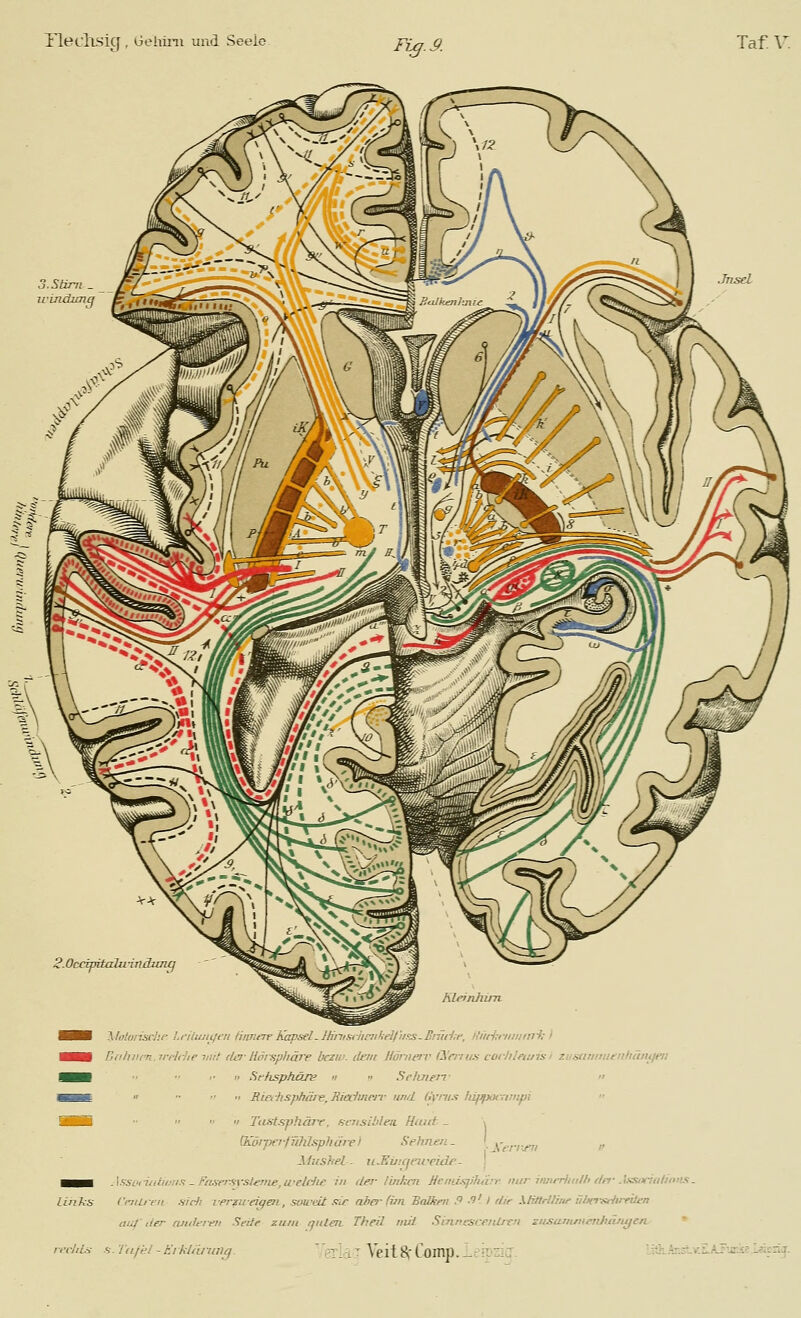 Ftg.^. 3.Stirn _ ji-indunß S.Occtpitalu-indzmff Mrinhim HB \htunscJii- l.rlluju/eri Hmieir Kapael-IKnisiiinihell'iifS-Biiiil:!', i{fiii;riiniml! i ■■■ Dithnrn, irt-lrhe mit (lei-ilöifipJiÖJV bcziu. dein Umiie'V lynru.s corhleitiis) 7.us(imiiitnliiiiujeti HH '■  SrhsphöTV u •• SeluieiT •> aas  Rieihsphäiv,Riedinm- und Omis lü^iptximpi 9HH    'I'astsphÖJY, fiensibleii Huitt _ \ (Körpa-fWüspliärei Sffmen- Xerr^i if llushel - ii^Einqnceide- j ■■■ Assoiiuiinjis - Fftserfiyslenie,U'elcJie in dei- Ibikcn Hcnd.s^ihnn- nur iiwrrlm/h f/rf Jsxntialinn.i. Uhks /'teuren nicli verzu-eigen, soweit sie äba- (im Balken ,9 .9' l dir XHttrlUnr ül/crsrhirüen au/'der cuidereii Seile zum qntai- Theil nul SinnescenUvn znsantineiihiinyerv ■H. Tdfkl'EikUirnng. ly , ' Veit ^' Coinp. 1: ^: 71J Lit}LAr.r-v.E.ÄJ''jr-£e.L?ier;j. recliLs