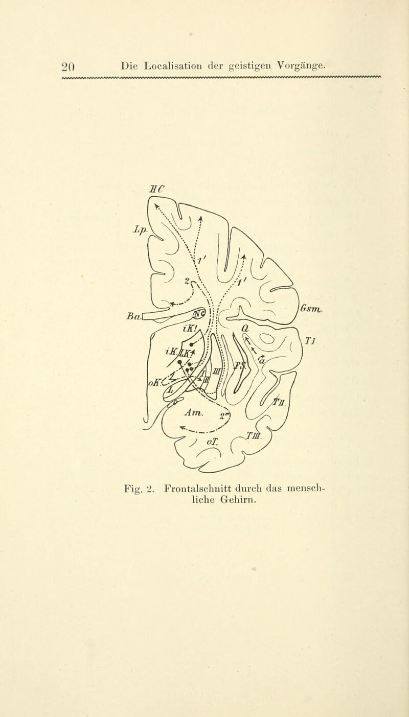SC Ba.\ Fig. 2. Frontalsclmitt durch das mensch- liche Gehirn.