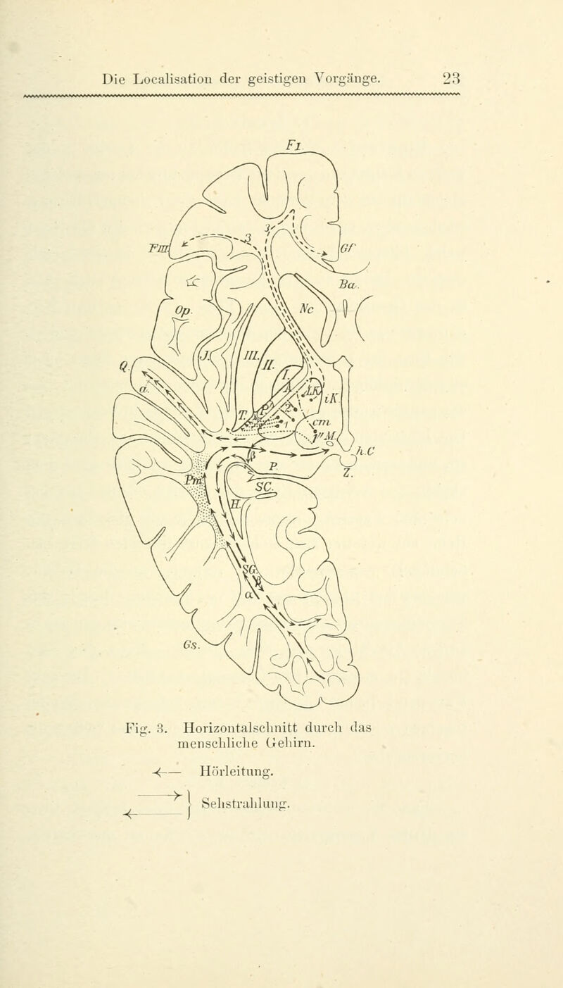 fU^J^aJ^V^/VV^A^uvv^Arl/vvvv^.-l^vvv^.V^■VVVVV¥^^ *******,»*» ■ ■ ■ *************aa**aa*>*aa^aaaaaaaaaa^^^^^a^iA^^^^^^^^^^^^ Fig. .S. Horizontalscbnitt durch das menschliclie Gehirn. -< Hörleitung. y ■<- Sehstrahkuu