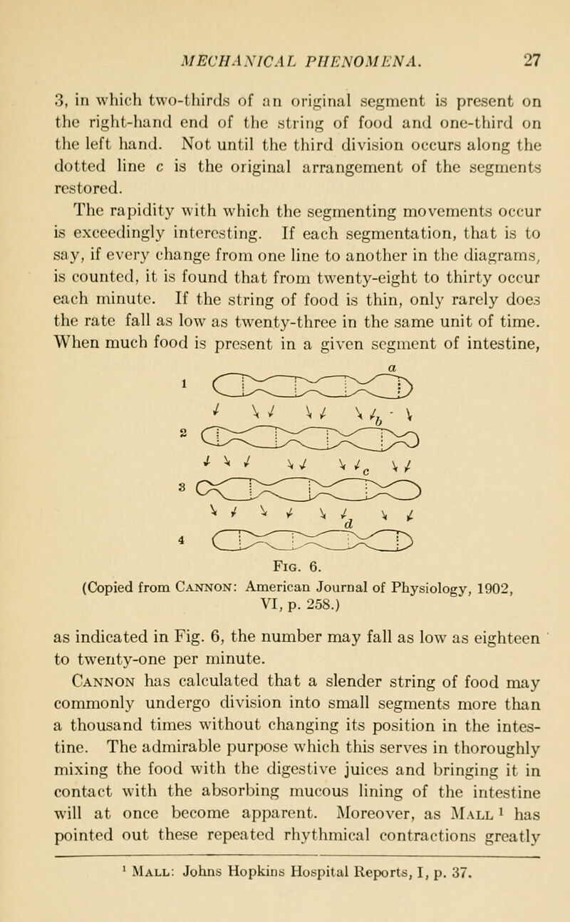 3, in which two-thirds of an original segment is present on the right-hand end of the string of food and one-third on the left hand. Not until the third division occurs along the dotted line c is the original arrangement of the segments restored. The rapidity with which the segmenting movements occur is exceedingly interesting. If each segmentation, that is to say, if every change from one line to another in the diagrams, is counted, it is found that from twenty-eight to thirty occur each minute. If the string of food is thin, only rarely does the rate fall as low as twenty-three in the same unit of time. When much food is present in a given segment of intestine, J- * * w wc w Fig. 6. (Copied from Cannon: American Journal of Physiology, 1902, VI, p. 258.) as indicated in Fig. 6, the number may fall as low as eighteen to twenty-one per minute. Cannon has calculated that a slender string of food may commonly undergo division into small segments more than a thousand times without changing its position in the intes- tine. The admirable purpose which this serves in thoroughly mixing the food with the digestive juices and bringing it in contact with the absorbing mucous lining of the intestine will at once become apparent. Moreover, as Mall l has pointed out these repeated rhythmical contractions greatly 1 Mall: Johns Hopkins Hospital Reports, I, p. 37.