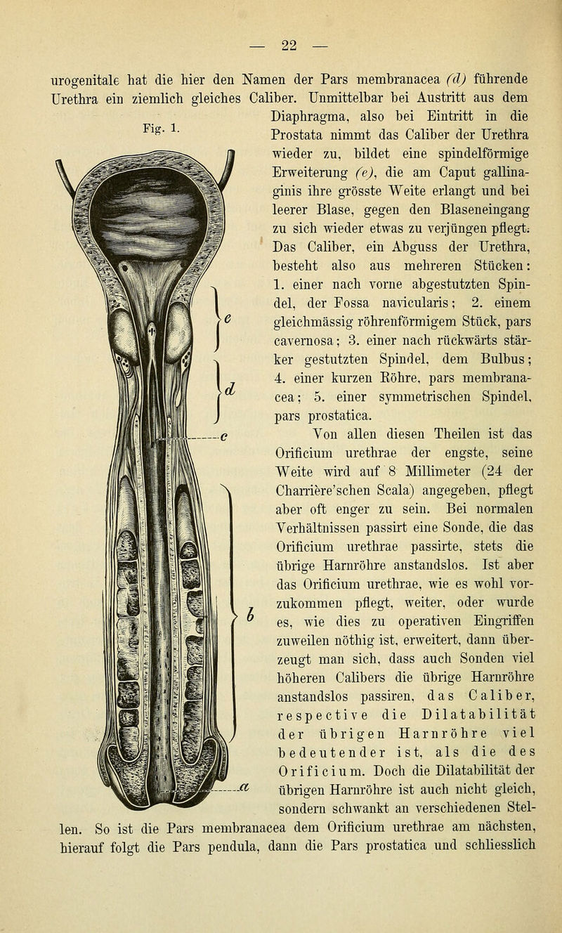 Fig. 1. urogenitale hat die hier den Namen der Pars membranacea (d) führende Urethra ein ziemlich gleiches Caliber. Unmittelbar bei Austritt aus dem Diaphragma, also bei Eintritt in die Prostata nimmt das Caliber der Urethra wieder zu, bildet eine spindelförmige Erweiterung (e)^ die am Caput gallina- ginis ihre grösste Weite erlangt und bei leerer Blase, gegen den Blaseneingang zu sich wieder etwas zu verjüngen pflegt; Das Caliber, ein Abguss der Urethra, besteht also aus mehreren Stücken: 1. einer nach vorne abgestutzten Spin- del, der Eossa navicularis; 2. einem gieichmässig röhrenförmigem Stück, pars cavernosa; 3. einer nach rückwärts stär- ker gestutzten Spindel, dem Bulbus; 4. einer kurzen Köhre, pars membrana- cea; 5. einer symmetrischen Spindel, pars prostatica. Von aUen diesen Theilen ist das Orificium urethrae der engste, seine Weite wird auf 8 Millimeter (24 der Chamere'schen Scala) angegeben, pflegt aber oft enger zu sein. Bei normalen Verhältnissen passirt eine Sonde, die das Orificium urethrae passirte, stets die übrige Harnröhre anstandslos. Ist aber das Orificium urethrae, wie es wohl vor- zukommen pflegt, weiter, oder wurde es, wie dies zu operativen Eingriffen zuweilen nöthig ist, erweitert, dann über- zeugt man sich, dass auch Sonden viel höheren Calibers die übrige Harnröhre anstandslos passiren, das Caliber, respective die Dilat abilität der übrigen Harnröhre viel bedeutender ist, als die des Orificium. Doch die Dilatabilität der übrigen Harnröhre ist auch nicht gleich, sondern schwankt an verschiedenen Stel- len. So ist die Pars membranacea dem Orificium urethrae am nächsten, hierauf folgt die Pars pendula, dann die Pars prostatica und schliesslich