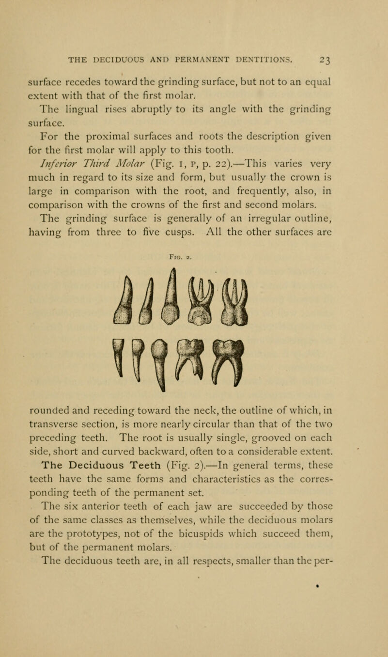 surface recedes toward the grinding surface, but not to an equal extent witli that of the first molar. The lingual rises abruptly to its angle with the grinding surface. For the proximal surfaces and roots the description given for the first molar will apply to this tooth. Inferior Third Molar (Fig. i, p, p. 22).—This varies very much in regard to its size and form, but usually the crown is large in comparison with the root, and frequently, also, in comparison with the crowns of the first and second molars. The grinding surface is generally of an irregular outline, having from three to five cusps. All the other surfaces are Fig. 2. rounded and receding toward the neck, the outline of which, in transverse section, is more nearly circular than that of the two preceding teeth. The root is usually single, grooved on each side, short and curved backward, often to a considerable extent. The Deciduous Teeth (Fig. 2).—In general terms, these teeth have the same forms and characteristics as the corres- ponding teeth of the permanent set. The six anterior teeth of each jaw are succeeded by those of the same classes as themselves, while the deciduous molars are the prototypes, not of the bicuspids which succeed them, but of the permanent molars. The deciduous teeth are, in all respects, smaller than the per-