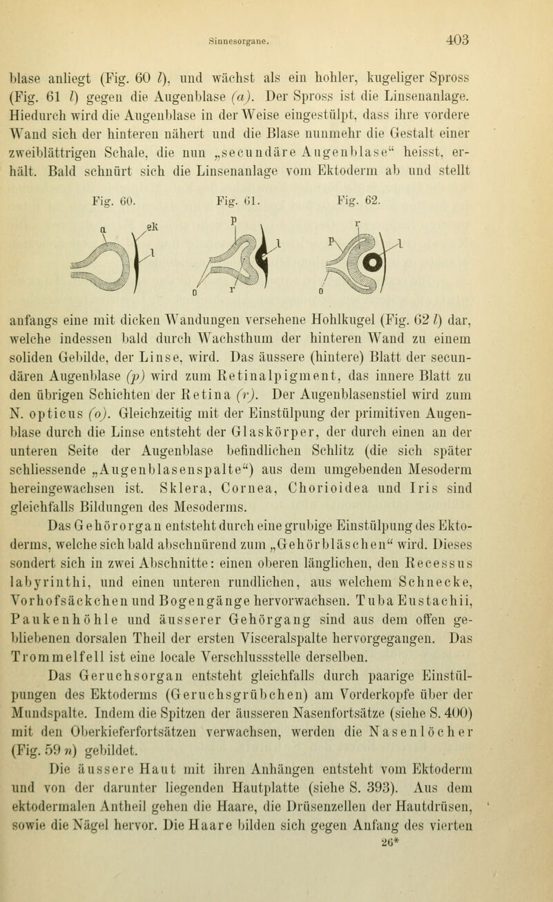 blase anliegt (Fig. 60 l), imd wächst als ein hohler, kugeliger Spross (Fig. 61 l) gegen die Augenblase (a). Der Spross ist die Linsenanlage. Hiedurch wird die Augenblase in der Weise eingestülpt, dass ihre vordere Wand sich der hinteren nähert und die Blase nunmehr die Gestalt einer zweiblättrigen Schale, die nun „secundäre Augenblase heisst, er- hält. Bald schnürt sich die Linsenanlage vom Ektoderm ab und stellt Fisr. 60. Figr. 61. Fiar. 62. anfangs eine mit dicken Wandungen versehene Hohlkugel (Fig. 62 l) dar, welche indessen bald durch Wachsthum der hinteren Wand zu einem soliden Gebilde, der Linse, wird. Das äussere (hintere) Blatt der secuu- dären Augenblase (27) wird zum ßetinalpigment, das innere Blatt zu den übrigen Schichten der Eetina (r). Der Augenblasenstiel wird zum N. opticus (0). Gleichzeitig mit der Einstülpung der primitiven Augen- blase durch die Linse entsteht der Glaskörper, der durch einen an der unteren Seite der Augenblase befindlichen Schlitz (die sich später schliessende „Augenblasenspalte) aus dem umgebenden Mesoderm hereingewachsen ist. Sklera, Cornea, Chorioidea und Iris sind gleichfalls Bildungen des Mesoderms. Das Gehörorgan entsteht durch eine grubige Einstülpung des Ekto- derms, welche sich bald abschnürend zum „Gehörbläschen wird. Dieses sondert sich in zwei Abschnitte: einen oberen länglichen, den Recessus labyrinthi, und einen unteren rundlichen, aus welchem Schnecke, Vorhofsäckcheu und Bogengänge hervorwachsen. Tuba Eustachii, Paukenhöhle und äusserer Gehörgaug sind aus dem offen ge- bliebenen dorsalen Theil der ersten Visceralspalte hervorgegangen. Das Trommelfell ist eine locale Verschlussstelle derselben. Das Geruchsorgan entsteht gleichfalls durch paarige Einstül- pungen des Ektoderms (Geruchsgrübeben) am Vorderkopfe über der Mundspalte. Indem die Spitzen der äusseren Nasenfortsätze (siehe S. 400) mit den Oberkieferfortsätzen verwachsen, werden die Nasenlöcher (Fig. 59 n) gel)ildet. Die äussere Haut mit ihren Anhängen entsteht vom Ektoderm und von der darunter liegenden Hautplatte (siehe S. 393). Aus dem ektodermalen Antheil gehen die Haare, die Drüseuzellen der Hautdrüsen, sowie die Nägel hervor. Die Haare bilden sich gegen Anfang des vierten '2Ü*