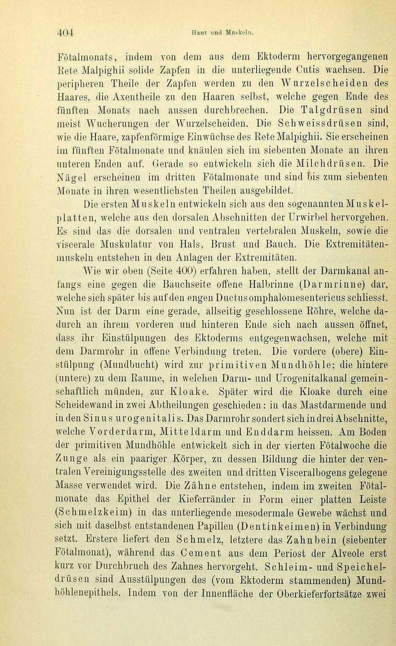 Fötalmonats, indem von dem aus dem Ektoderm hervorgegangenen Kete Malpighü solide,Zapfen in die unterliegende Cutis wachsen. Die peripheren Theile der Zapfen werden zu den Wurzelscheiden des Haares, die Axentheile zu den Haaren selbst, welche gegen Ende des fünften Monats nach aussen durchbrechen. Die Talgdrüsen sind meist Wucherungen der Wurzelscheiden. Die Schweissdrüsen sind, wie die Haare, zapfenförmige Einwüchse des Rete Malpighü. Sie erscheinen im fünften Fötalmonate und knäulen sich im siebenten Monate an ihren unteren Enden auf. Gerade so entwickeln sich die Milchdrüsen. Die Näo-el erscheinen im dritten Fötalmonate und sind bis zum siebenten Monate in ihren wesentlichsten Theilen ausgebildet. Die ersten Muskeln entwickeln sich aus den sogenannten Muskel- platten, welche aus den dorsalen Abschnitten der ürwirbel hervorgehen. Es sind das die dorsalen und ventralen vertebralen Muskeln, sowie die viscerale Muskulatur von Hals, Brust und Bauch. Die Extremitäten- muskeln entstehen in den Anlagen der Extremitäten. Wie wir oben (Seite 400) erfahren haben, stellt der Darmkanal an- fangs eine gegen die Bauchseite offene Halbrinne (Darmriune) dar, welche sich später bis auf den engen Ductus omphalomesentericus schliesst. Nun ist der Darm eine gerade, allseitig geschlossene Röhre, welche da- durch an ihrem vorderen und hinteren Ende sich nach aussen öffnet, dass_ ihr Einstülpungen des Ektoderms entgegenwachsen, welche mit dem Darmrohr in offene Verbindung treten. Die vordere (obere) Ein- stülpung (Mundbucht) wird zur primitiven Mundhöhle; die hintere (untere) zu dem Räume, in welchen Darm- und ürogenitalkanal gemein- schaftlich münden, zur Kloake. Später wird die Kloake durch eine Scheidewand in zwei Abtheilungen geschieden: in das Mastdarmende und in den Sinus urogenitalis. Das Darmrohr sondert sich in drei Abschnitte, welche Vorderdarm, Mitteldarm und Enddarm heissen. Am Boden der primitiven Mundhöhle entwickelt sich in de.r vierten Fötalwoche die Zunge als ein paariger Körper, zu dessen Bildung die hinter der ven- tralen Vereinigungsstelle des zweiten und dritten Visceralbogens gelegene Masse verwendet wird. Die Zähne entstehen, indem im zweiten Fötal- monate das Epithel der Kieferränder in Form einer platten Leiste (Schmelzkeim) in das unterliegende mesodermale Gewebe wächst und sich mit daselbst entstandeneu Papillen (Dentinkeimen) in Verbindung setzt. Erstere liefert den Schmelz, letztere das Zahnbein (siebenter Fötalmonat), während das Cement aus dem Periost der Alveole erst kurz vor Durchbruch des Zahnes hervorgeht. Schleim- und Speichel- drüsen sind Ausstülpungen des (vom Ektoderm stammenden) Mund- höhlenepithels. Indem von der Innenfläche der Oberkieferfortsätze zwei