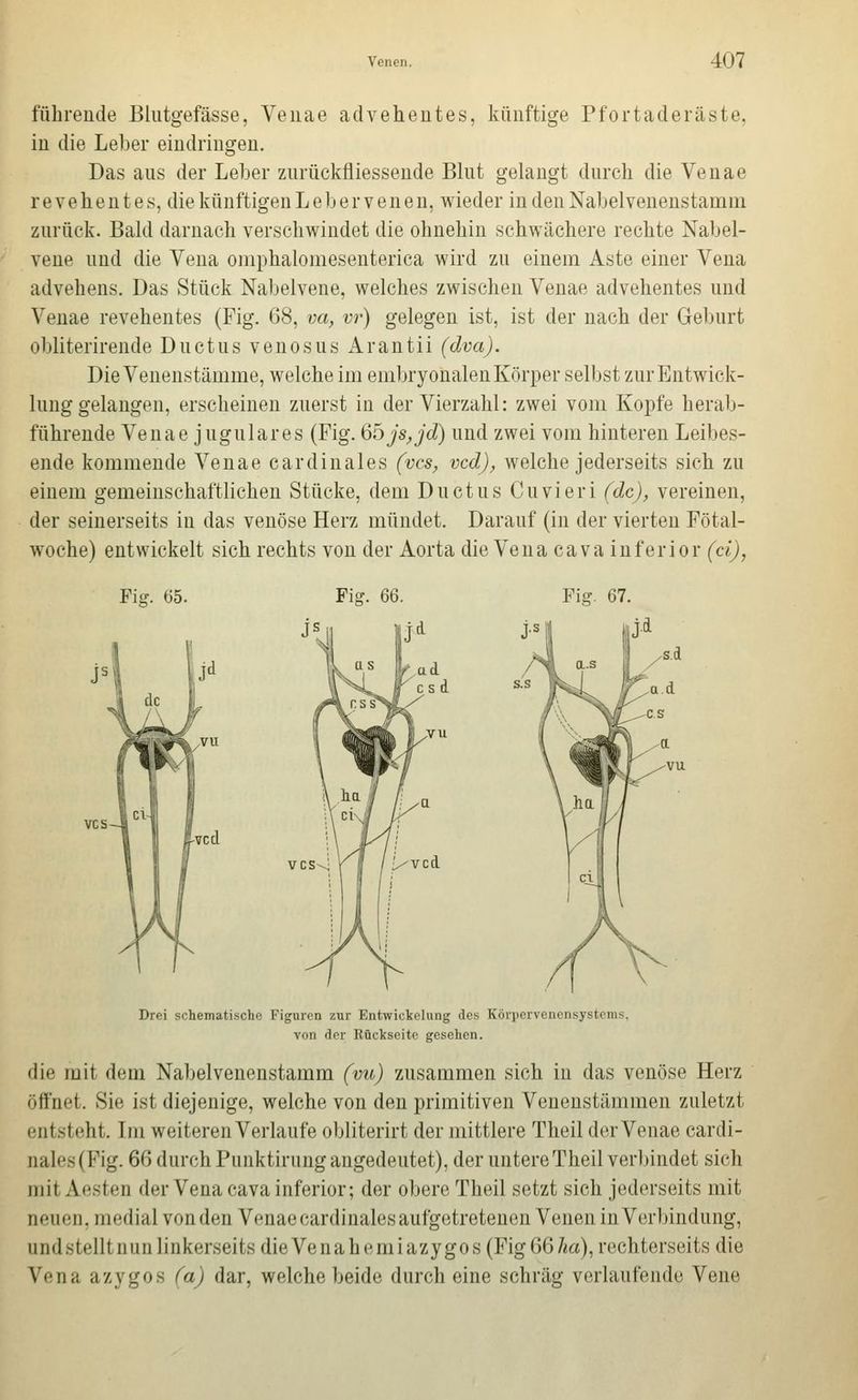 führende Blutgefässe, Veiiae adveheutes, künftige Pf ort aderäste, in die Leber eindringen. Das aus der Leber zurückfliessende Blut gelangt durch die Venae revehentes, die künftigen Leber venen, wieder in den Nabelveneustamm zurück. Bald darnach verschwindet die ohnehin schwächere rechte Nabel- vene und die Vena omphalomesenterica wird zu einem Aste einer Vena advehens. Das Stück Nabelvene, welches zwischen Venae advehentes und Venae revehentes (Fig. 68, va, vr) gelegen ist, ist der nach der Geburt obliterirende Ductus venösus Arantii (dva). Die Venenstämme, welche im embryonalen Körper selbst zur Entwick- lung gelangen, erscheinen zuerst in der Vierzahl: zwei vom Kopfe herab- führende Venae jugulares (Fig. 6öjs,jd) und zwei vom hinteren Leibes- ende kommende Venae cardinales (vcs, vcd), welche jederseits sich zu einem gemeinschaftlichen Stücke, dem Ductus Cuvieri (de), vereinen, der seinerseits in das venöse Herz mündet. Darauf (in der vierten Fötal- woche) entwickelt sich rechts von der Aorta die Vena cava inferior (d), Fic:. 65. li vcs-^ Drei schematische Figuren zur Entwickelung des Körpcrvencnsystcms. von der Rückseite gesehen. die mit dem Nabelvenenstamm (vu) zusammen sich in das venöse Herz öffnet. Sie ist diejenige, welche von den primitiven Venenstämmen zuletzt entsteht. Im weiteren Verlaufe obliterirt der mittlere Theil der Venae cardi- nales(Fig. 66 durchPunktirungangedeutet), der untereTheil verbindet sich mit Aesten der Vena cava inferior; der obere Theil setzt sich jederseits mit neuen, medial vonden Venae cardinales aufgetretenen Venen in Verbindung, undstelltnunlinkerseits dieVenahemiazygos (Fig66/<a), rechterseits die Vena azygos (a) dar, welche beide durch eine schräg verlaufende Vene