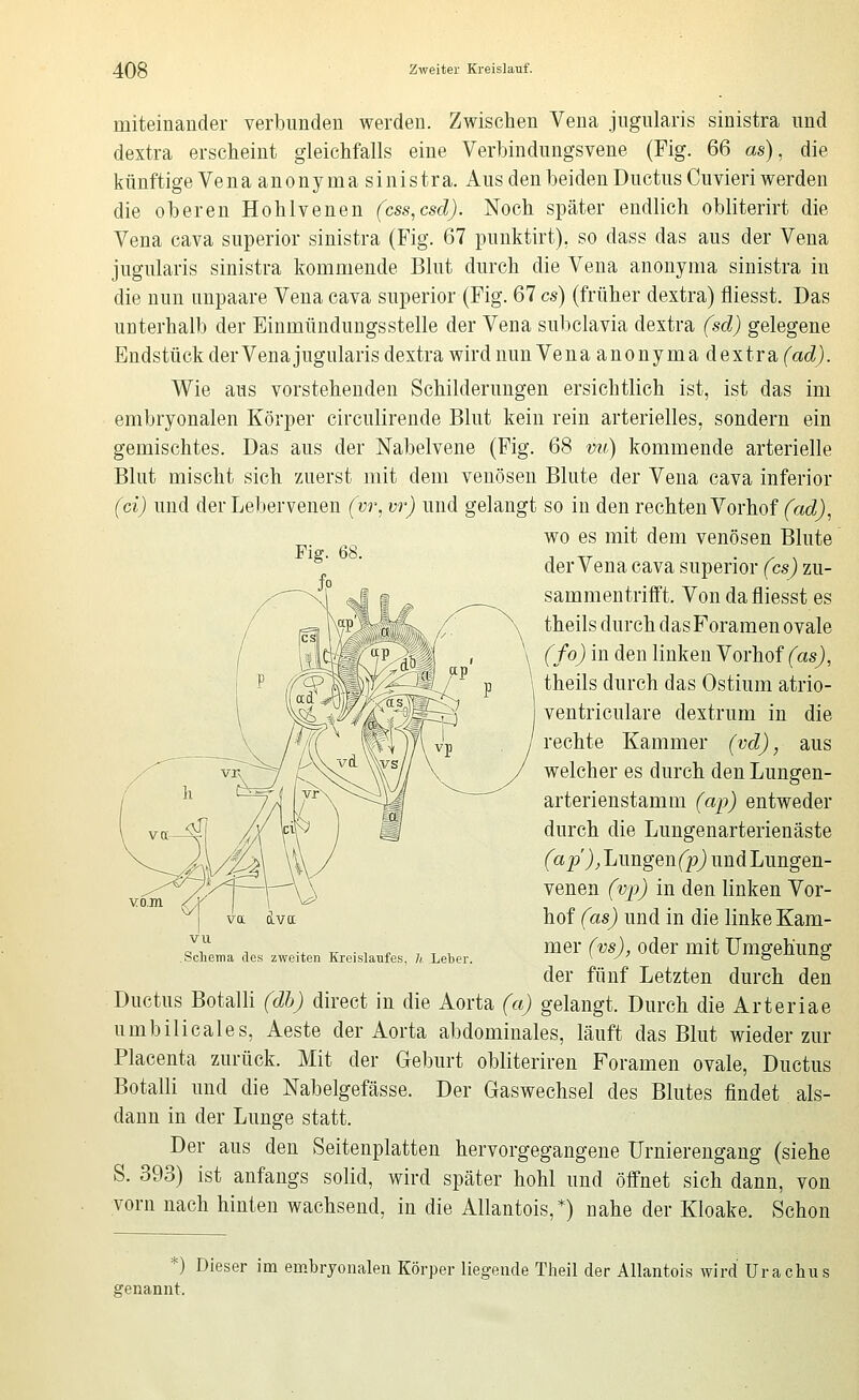 miteinander verbunden werden. Zwischen Vena jugularis sinistra imd dextra erscheint gleichfalls eine Verbindungsvene (Fig. 66 as), die künftige Vena anonyma sinistra. Aus den beiden Ductus Cuvieri werden die oberen Hohlvenen (css,csd). Noch später endlich obliterirt die Vena cava superior sinistra (Fig. 67 punktirt), so dass das aus der Vena jugularis sinistra kommende Blut durch die Vena anonyma sinistra in die nun unpaare Vena cava superior (Fig. 67 es) (früher dextra) fliesst. Das unterhalb der Einmündungsstelle der Vena subclavia dextra (sd) gelegene Endstück der Vena jugularis dextra wird nun Venaanonymadextra (ad). Wie aus vorstehenden Schilderungen ersichtlich ist, ist das im embryonalen Körper circulirende Blut kein rein arterielles, sondern ein gemischtes. Das aus der Nabelvene (Fig. 68 mi) kommende arterielle Blut mischt sich zuerst mit dem venösen Blute der Vena cava inferior (ci) und der Lebervenen (vr, vr) und gelangt so in den rechten Vorhof (ad), wo es mit dem venösen Blute Piff. 68. 1 TT . , , der Vena cava superior (csj zu- '° '^ sammentrifft. Von da fliesst es theils durch dasForamen ovale (fo) in den linken Vorhof (as), theils durch das Ostium atrio- ventriculare dextrum in die rechte Kammer (vd), aus welcher es durch denLungen- arterienstamm (ap) entweder durch die Lungenarterienäste (ap'),Limgen(p) und Lungen- venen (vp) in den linken Vor- hof (as) und in die linke Kam- mer (vs), oder mit Umgehung der fünf Letzten durch den Ductus Botalli (db) direct in die Aorta (a) gelangt. Durch die Arteriae umbilicales, Aeste der Aorta abdominales, läuft das Blut wieder zur Placenta zurück. Mit der Geburt obliteriren Foramen ovale, Ductus Botalli und die Nabelgefässe. Der Gaswechsel des Blutes findet als- dann in der Lunge statt. Der aus den Seitenplatten hervorgegangene ürnierengang (siehe S. 393) ist anfangs solid, wird später hohl und öffnet sich dann, von vorn nach hinten wachsend, in die Allantois,*) nahe der Kloake. Schon vu .Scheina dos zweiten Kreislaufes, 7t Leber. ') Dieser im embryonalen Körper liegende Theil der Allantois wird Urachus genannt.