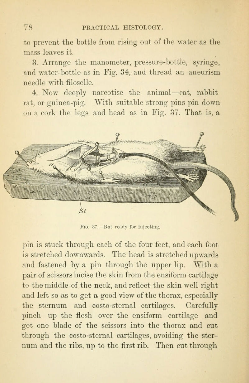 to prevent the bottle from rising out of the water as the mass leaves it. 3. Arrange the manometer, pressure-bottle, syringe, and water-bottle as in Fig. 34, and thread an aneurism needle with filoselle. 4. Now deeply narcotise the animal—eat, rabbit rat, or guinea-pig. With suitable strong pins pin down on a cork the legs and head as in Fig. 37. That is, a Fig. 37.—Rat ready for injecting. pin is stuck through each of the four feet, and each foot is stretched downwards. The head is stretched upwards and fastened by a pin through the upper lip. With a pair of scissors incise the skin from the ensiform cartilage to the middle of the neck, and reflect the skin well right and left so as to get a good view of the thorax, especially the sternum and costo-sternal cartilages. Carefully pinch up the flesh over the ensiform cartilage and get one blade of the scissors into the thorax and cut through the costo-sternal cartilages, avoiding the ster- num and the ribs, up to the first rib. Then cut through