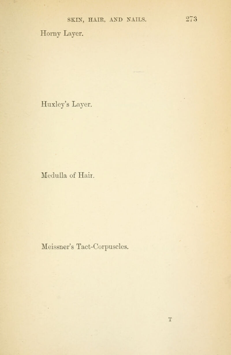 Horny Layer. Huxley's Layer. Medulla of Hair. Meissner's Tact-Corpuscles.