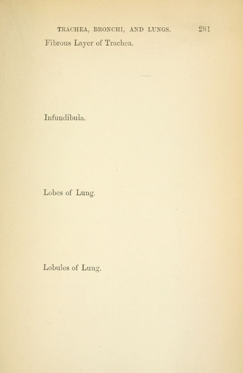 Fibrous Layer of Trachea. Infundibula. Lobes of Lung. Lobules of Lum