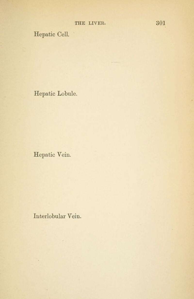 Hepatic Cell. Hepatic Lobule. Hepatic Vein. Interlobular Vein.