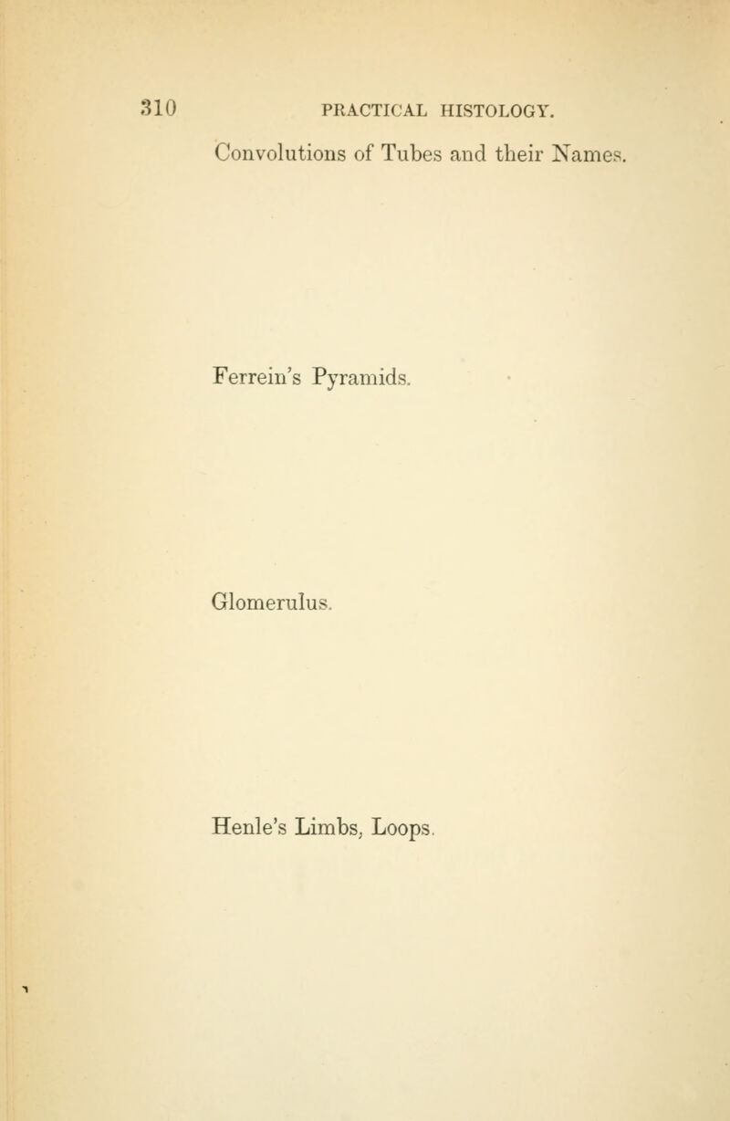 Convolutions of Tubes and their Names. Ferrein's Pyramids. Glomerulus. Henle's Limbs, Loops.