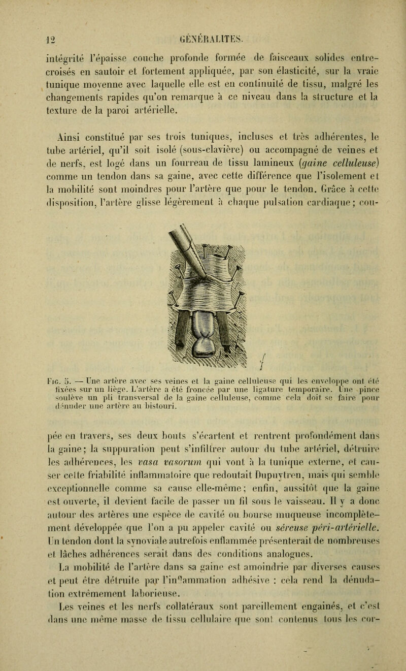 intégrité l'épaisse couche profonde formée de faisceaux solides entre- croisés en sautoir et fortement appliquée, par son élasticité, sur la vraie tunique moyenne avec laquelle elle est en continuité de tissu, malgré les changements rapides qu'on remarque à ce niveau dans !a structure et la texture de la paroi artérielle. Ainsi constitué par ses trois tuniques, incluses et très adhérentes, le tube artériel, qu'il soit isolé (sous-clavière) ou accompagné de veines et de nerfs, est logé dans un fourreau de tissu lamineux (gaine celluleuse) comme un tendon dans sa gaine, avec cette différence que l'isolement et la mobilité sont moindres pour l'artère que pour le tendon. Grâce à cette disposition, l'artère glisse légèrement à chaque pulsation cardiaque; eou- / / Fig. 5. — Une artère avec ses veines et la gaine celluleuse qui les enveloppe ont été lîxées sur un liège. L'artère a été froncée par une ligature temporaire. Une pince soulève un pli transversal de la gaine celluleuse. comme cela doit se faire pour dénuder une artère au bistouri. pée en travers, ses deux bouts s'écartent et rentrent profondément dans la gaine; la suppuration peut s'infiltrer autour du tube artériel, détruire les adhérences, les vasa vasorum qui vont à la tunique externe, et cau- ser celte friabilité inflammatoire que redoutait Dupuytren, mais qui semble exceptionnelle comme sa cause elle-même; enfin, aussitôt que la gaine est ouverte, il devient facile de passer un fil sotis le vaisseau. Il y a donc autour des artères une espèce de cavité ou bourse muqueuse incomplète- ment développée que l'on a pu appeler cavité ou séreuse péri-artérielle. Un tendon dont la synoviale autrefois enflammée présenterait de nombreuses et lâches adhérences serait, dans des conditions analogues. La mobilité de l'artère dans sa gaine est amoindrie par diverses causes et peut être détruite par l'in^ammation adhésive : cela rend la dénuda- tion extrêmement laborieuse. Les veines et les nerfs collatéraux sont pareillement engainés, et c'esl dans nue même masse de li<s11 cellulaire que sont contenus Ions les cor-